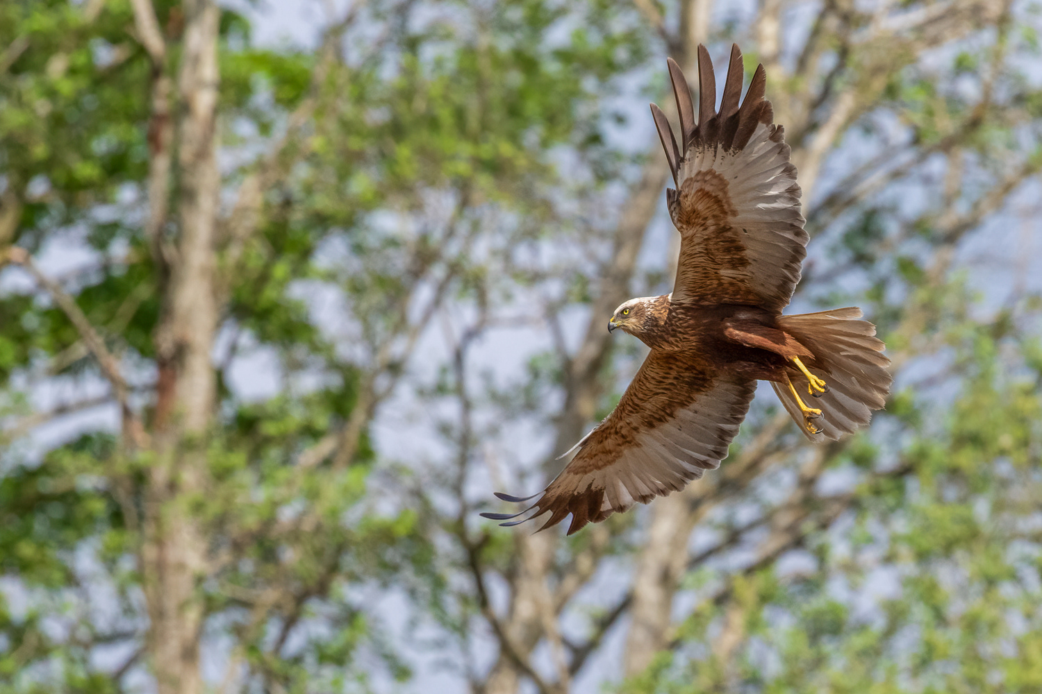 Rørhøg / Marsh Harrier