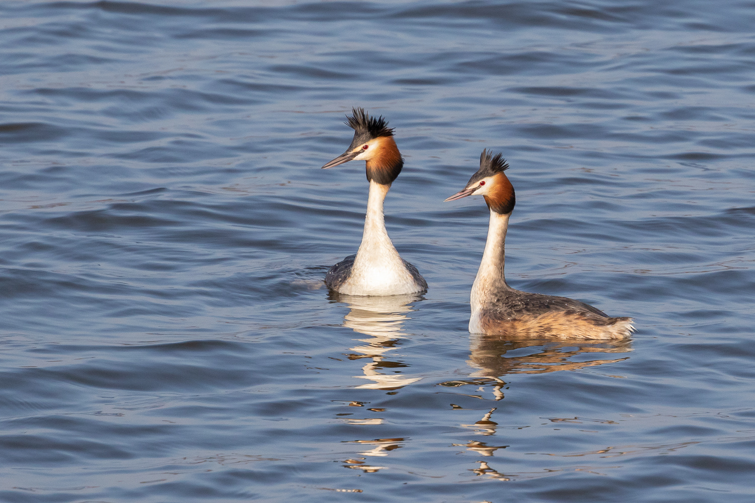 Toppet lappedykker / Great crested grebe