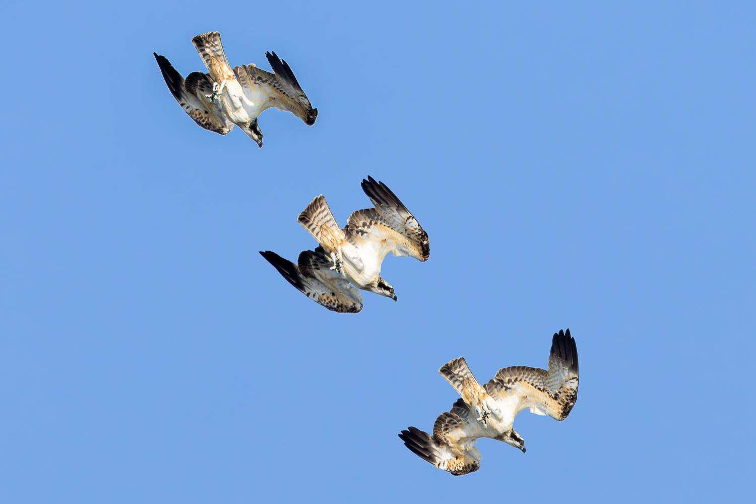 Fiskeørn / Osprey