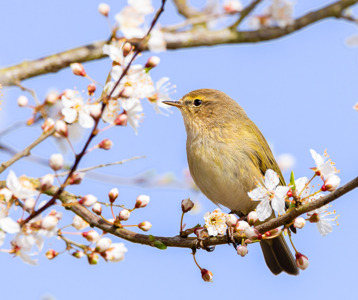 Gransanger / Chiffchaff