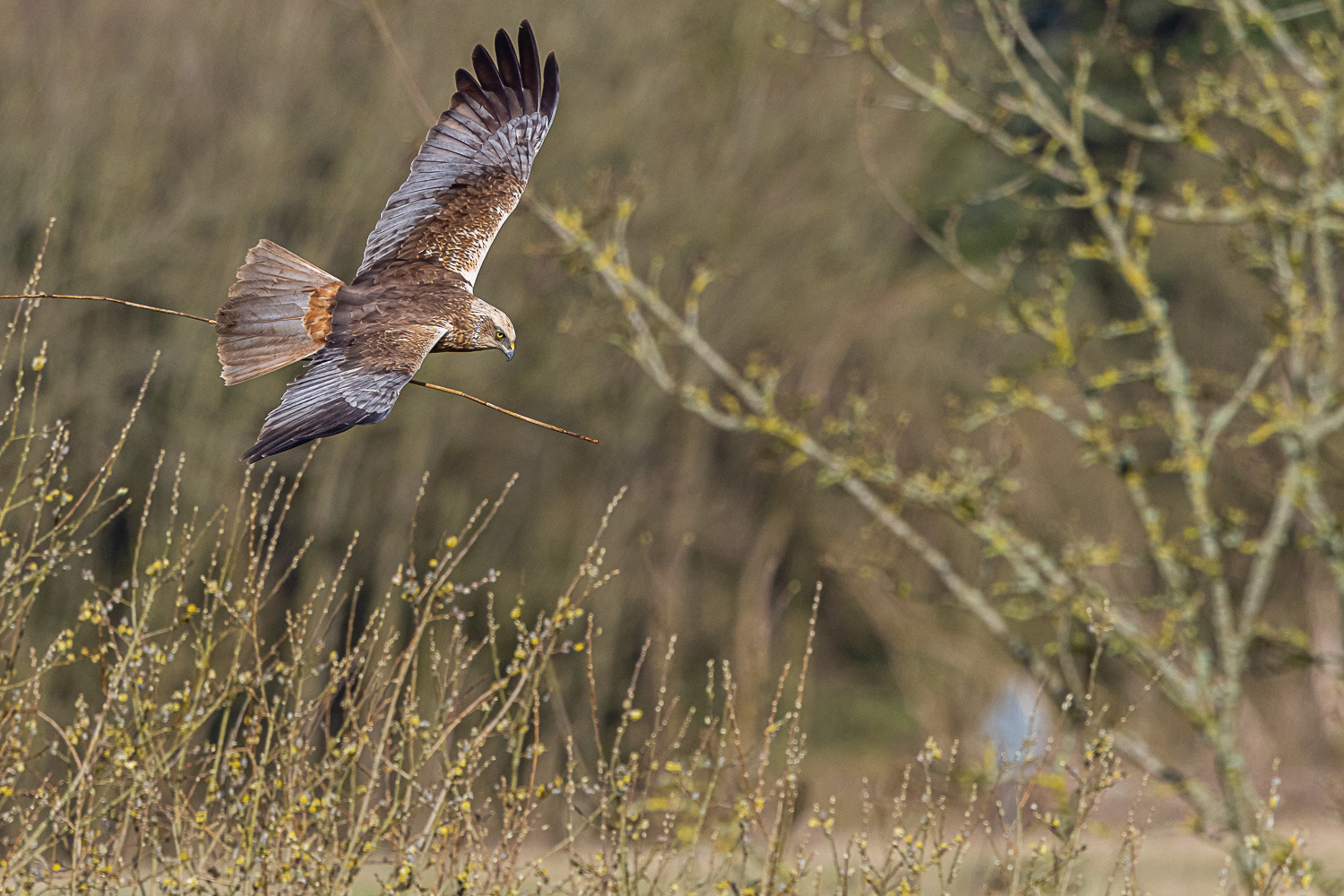 Rørhøg / Marsh Harrier