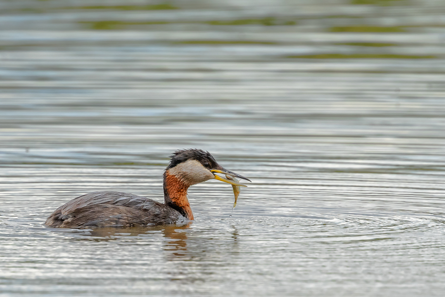 Gråstrubet lappedykker / Red-necked grebe