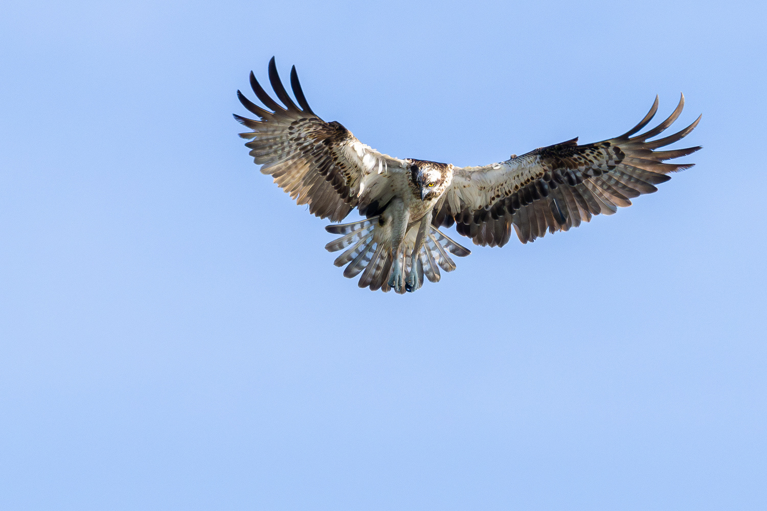 Fiskeørn / Osprey