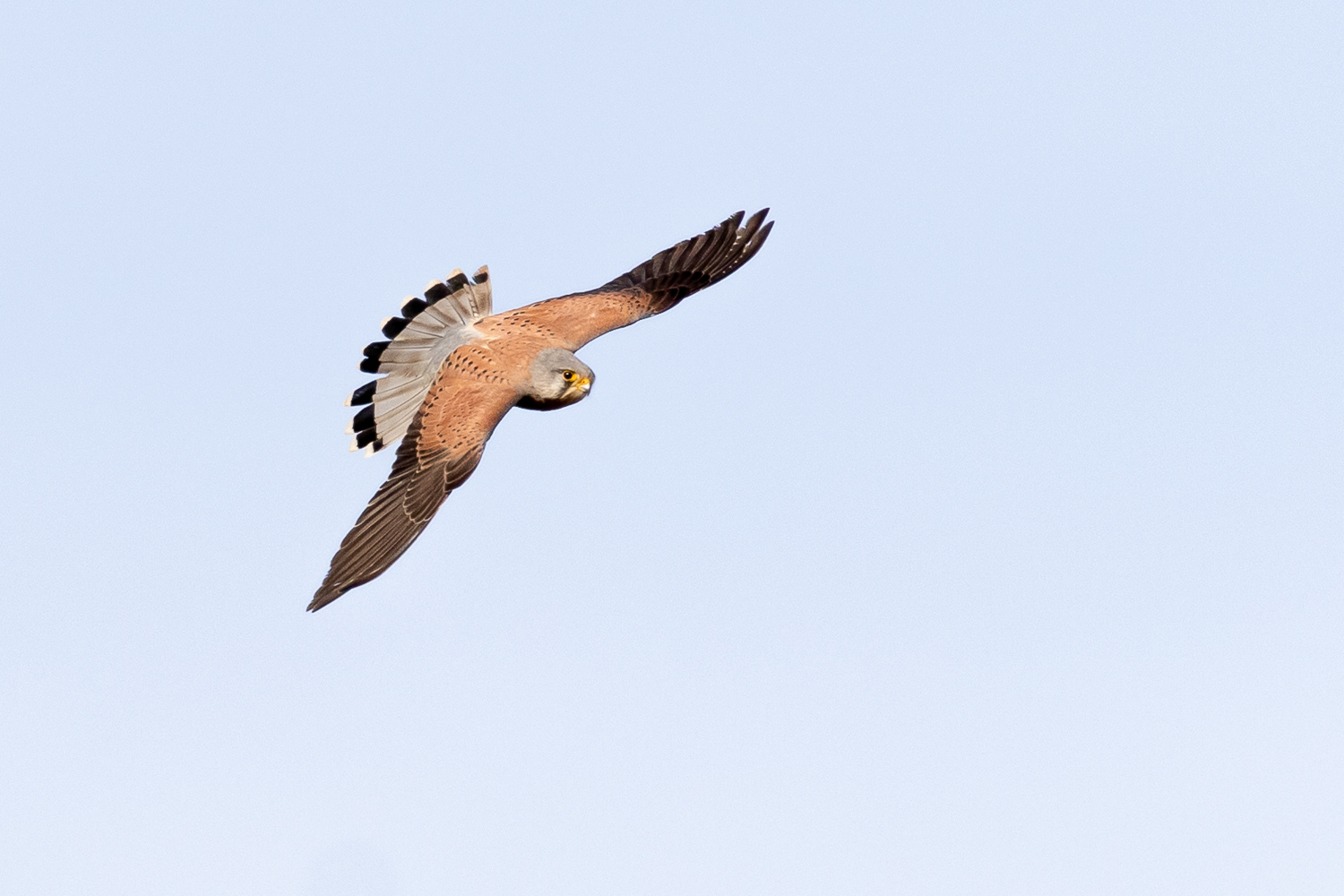 Tårnfalk / Kestrel