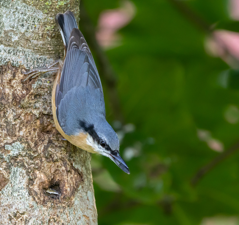 Spætmejse / Nuthatch