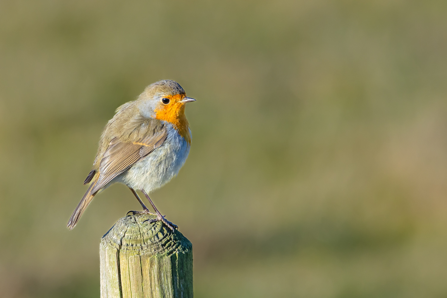 Rødhals / European robin