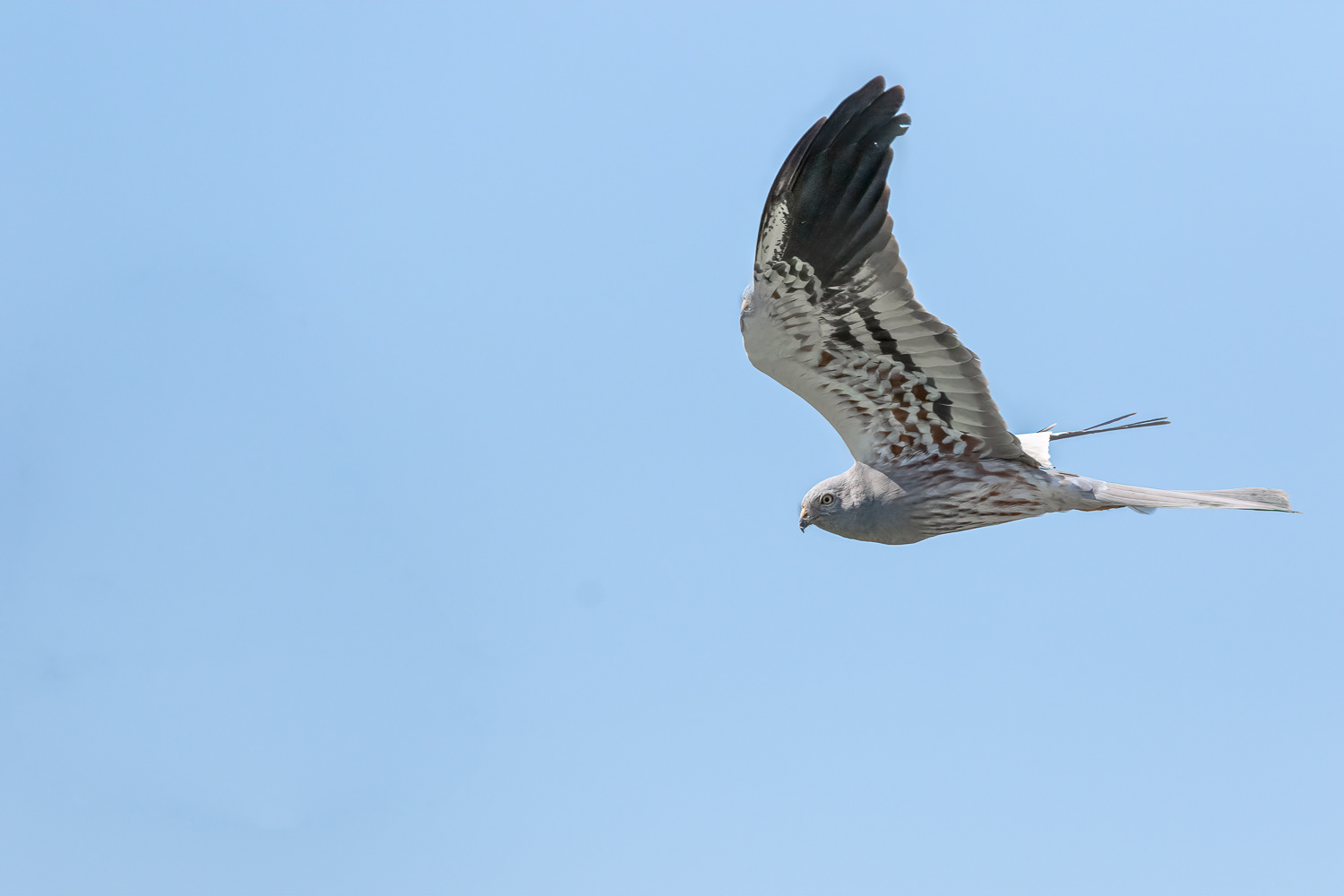 Hedehøg / Montagu's harrier