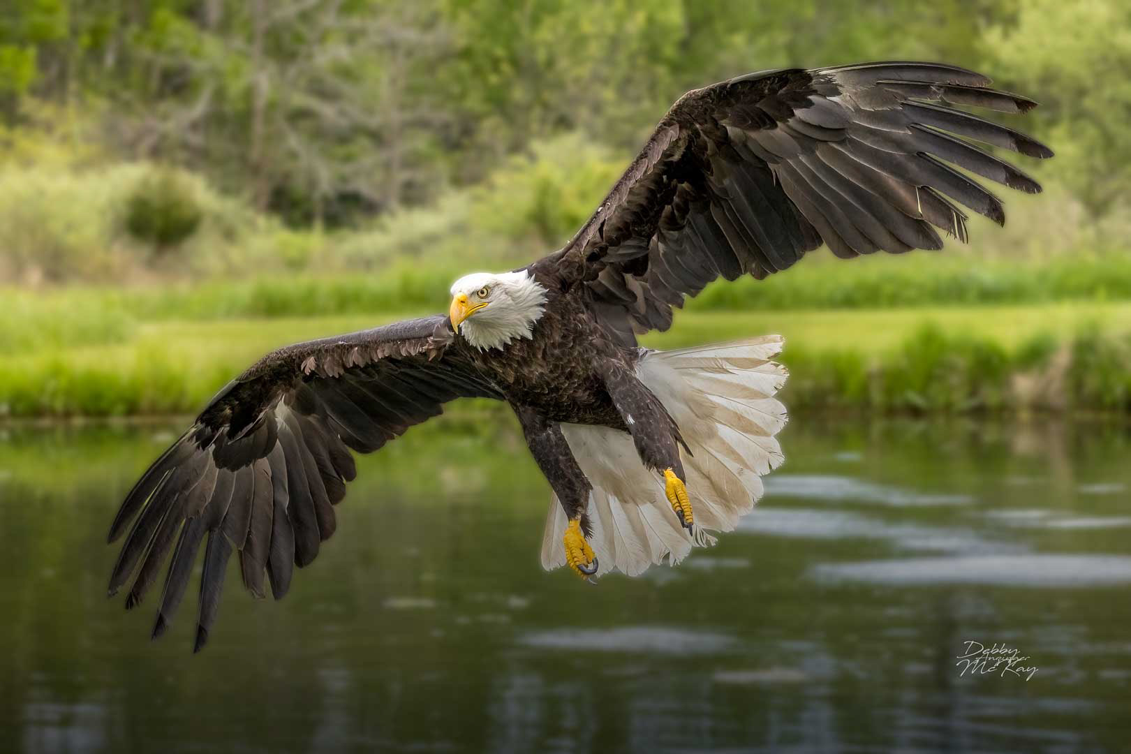 Bald Eagle