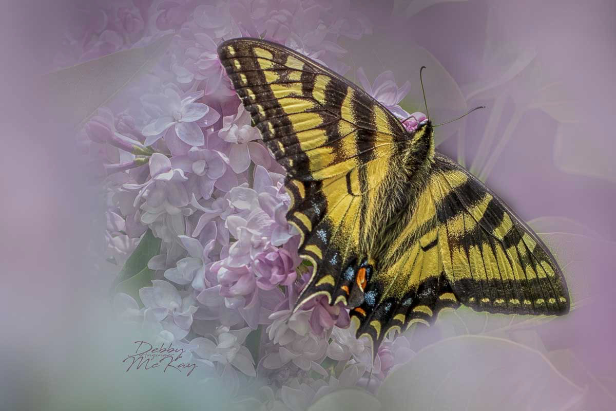 Tiger Swallowtail Butterfly