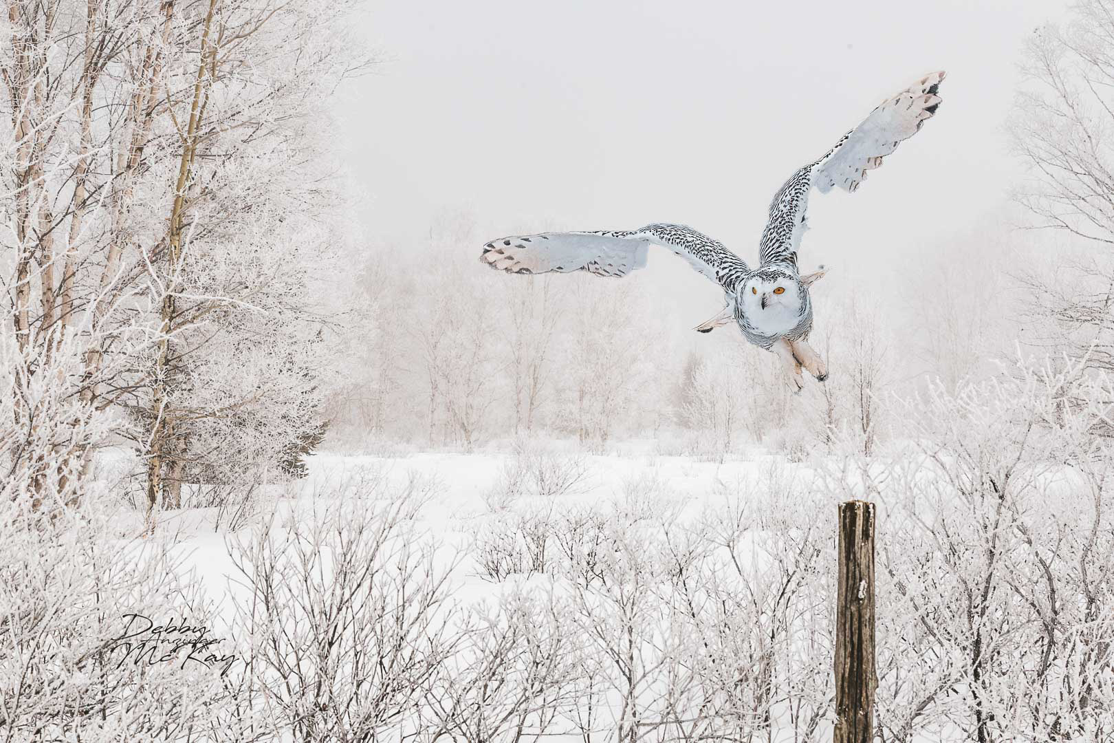 Snowy in flight (winter)