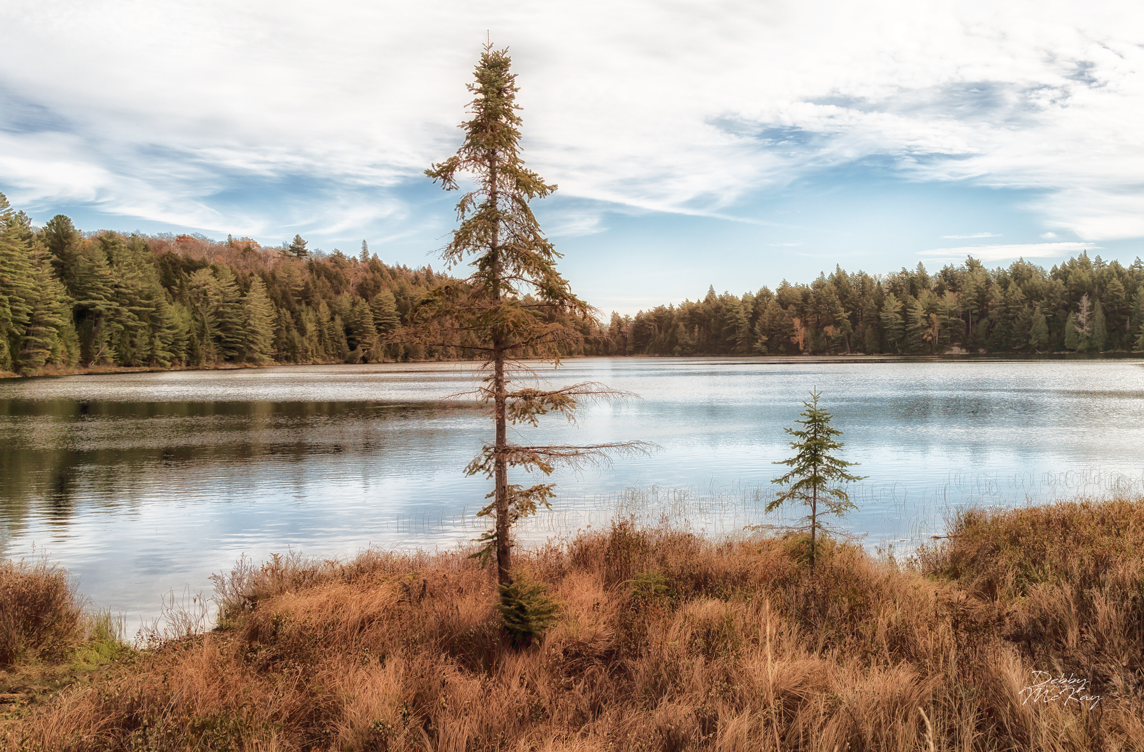 Tree in the Bay