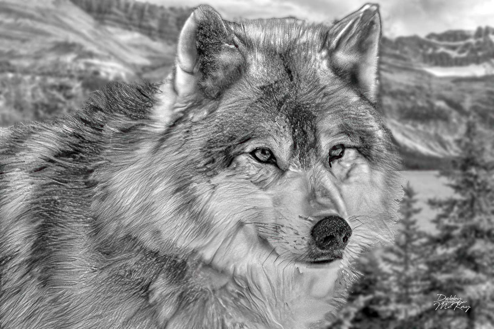 Gray Wolf