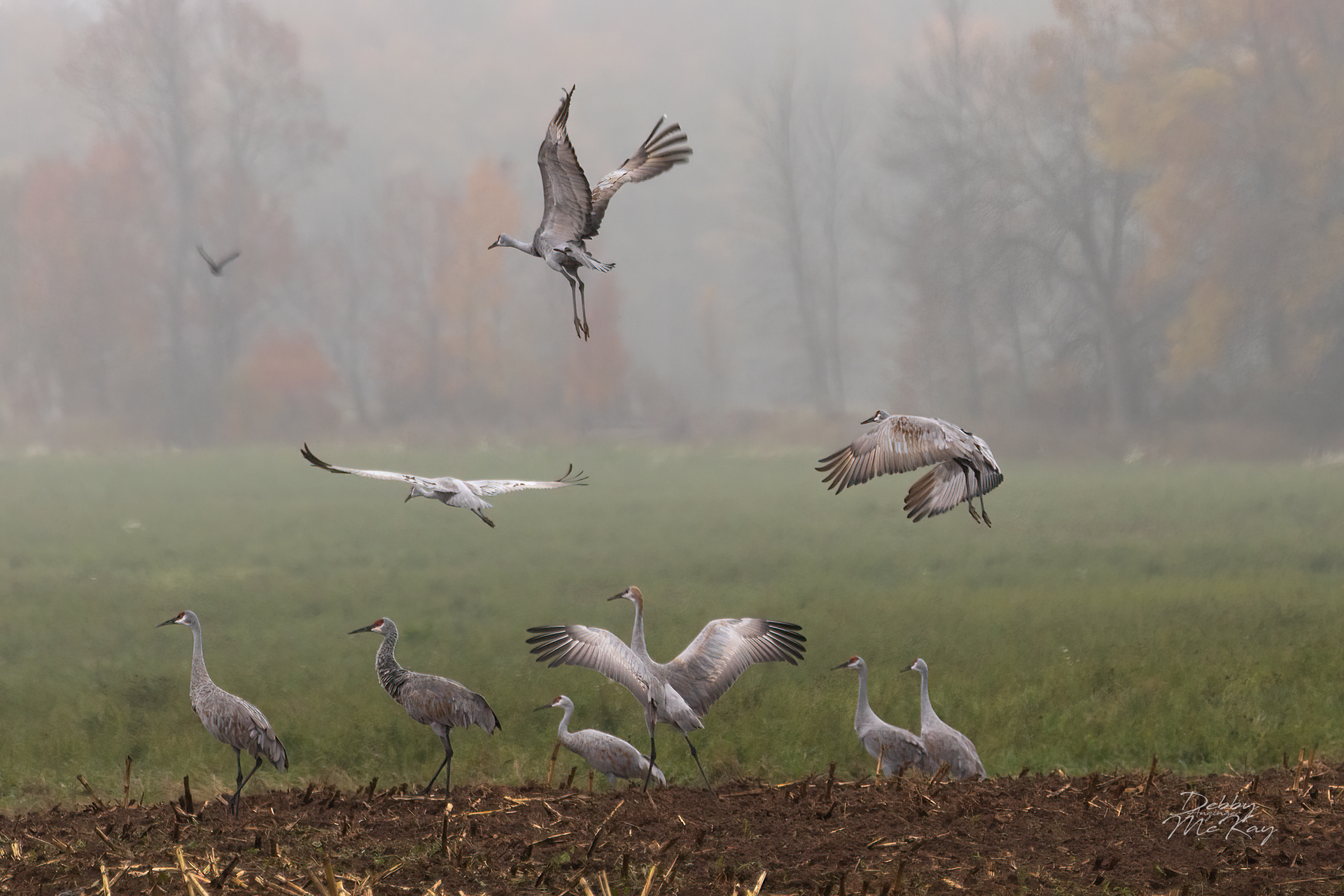 Sandhill Cranes
