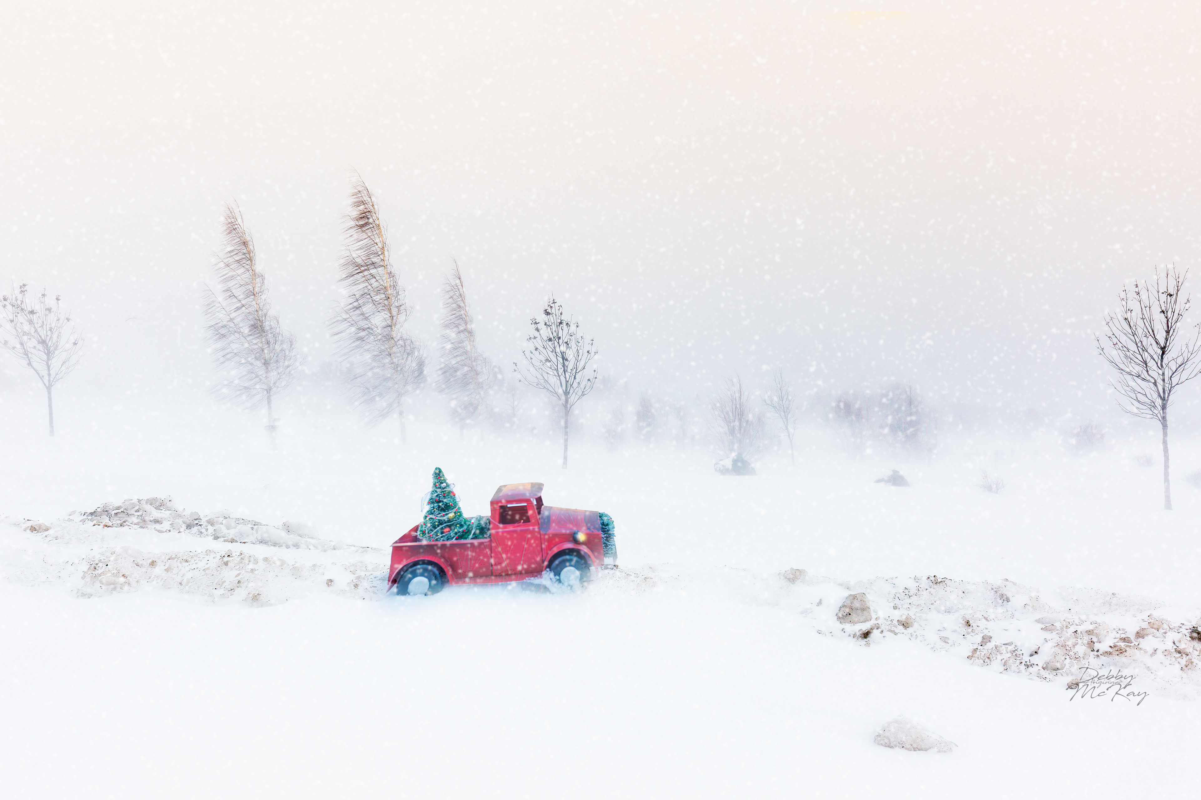 Bringing home the tree