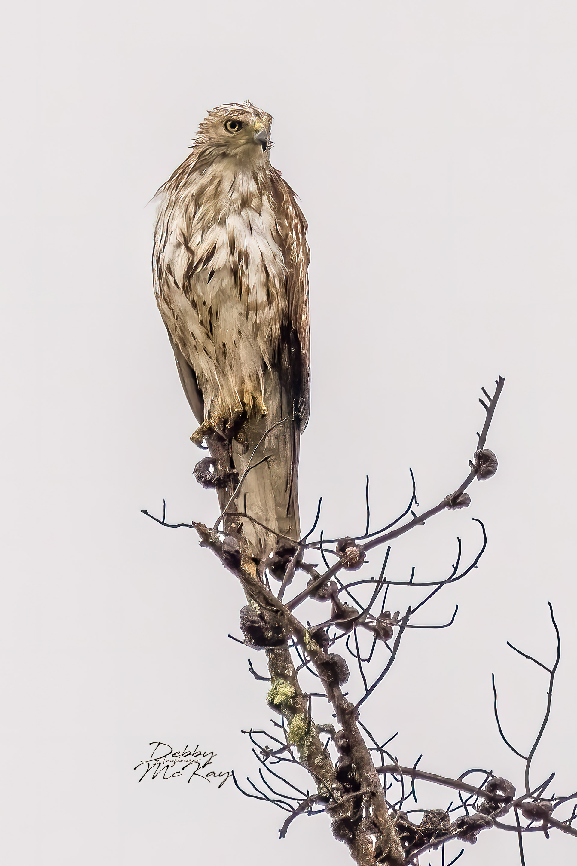 Red-shouldered Hawk