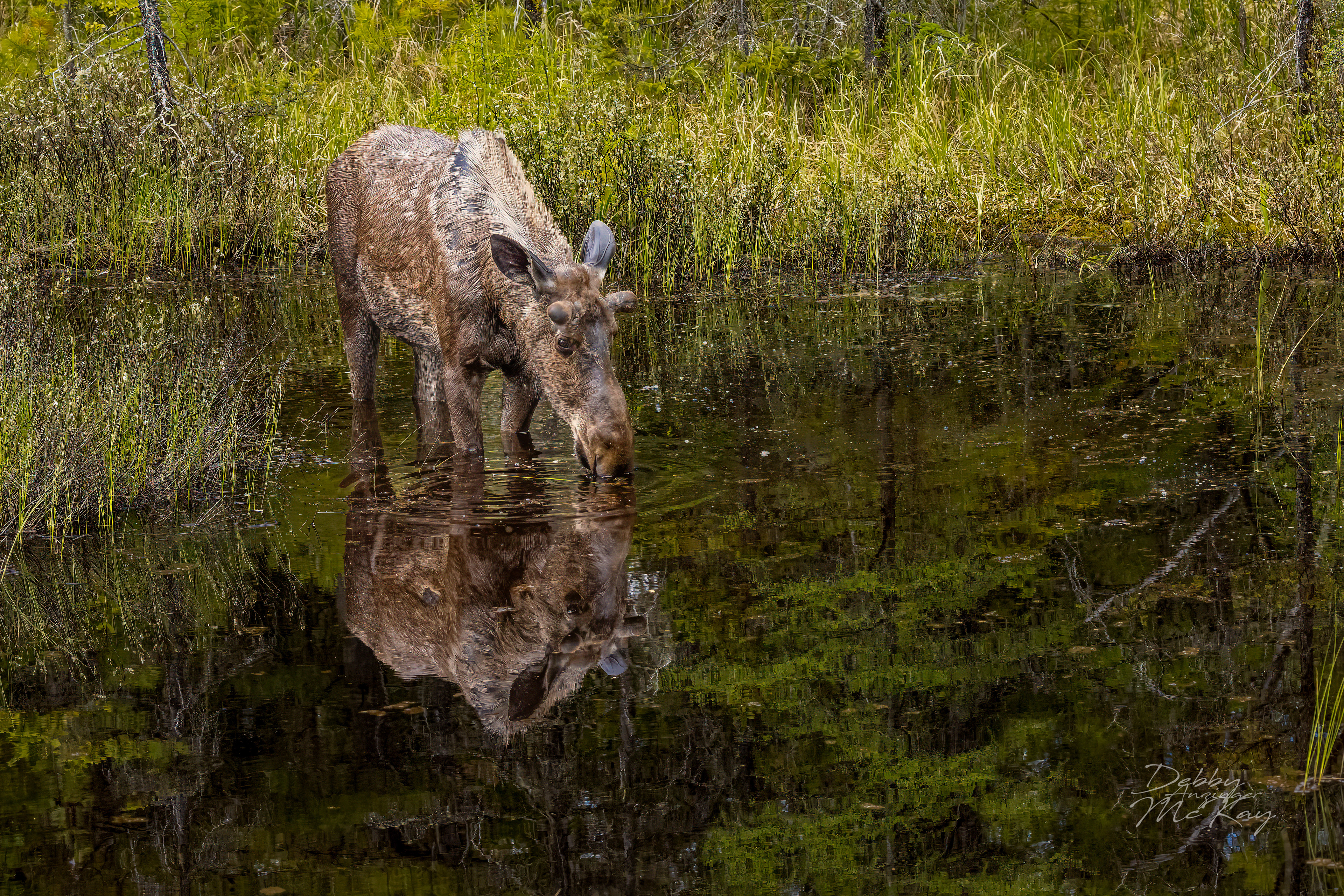Young Bull Moose sipping water