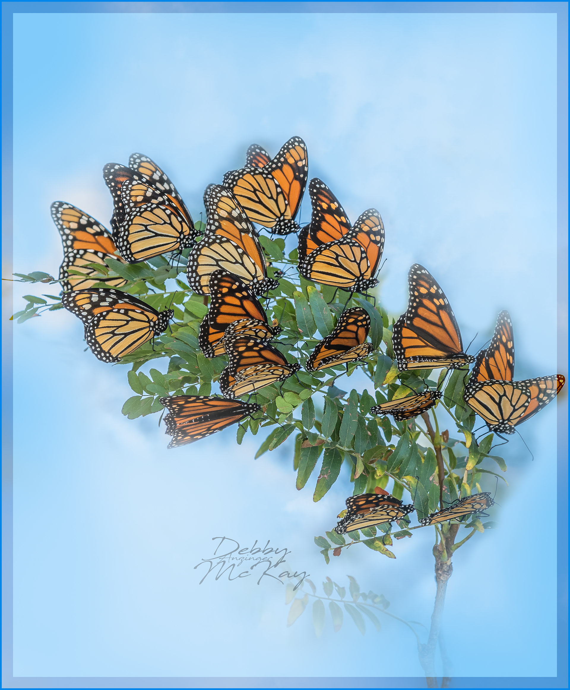 MONARCH