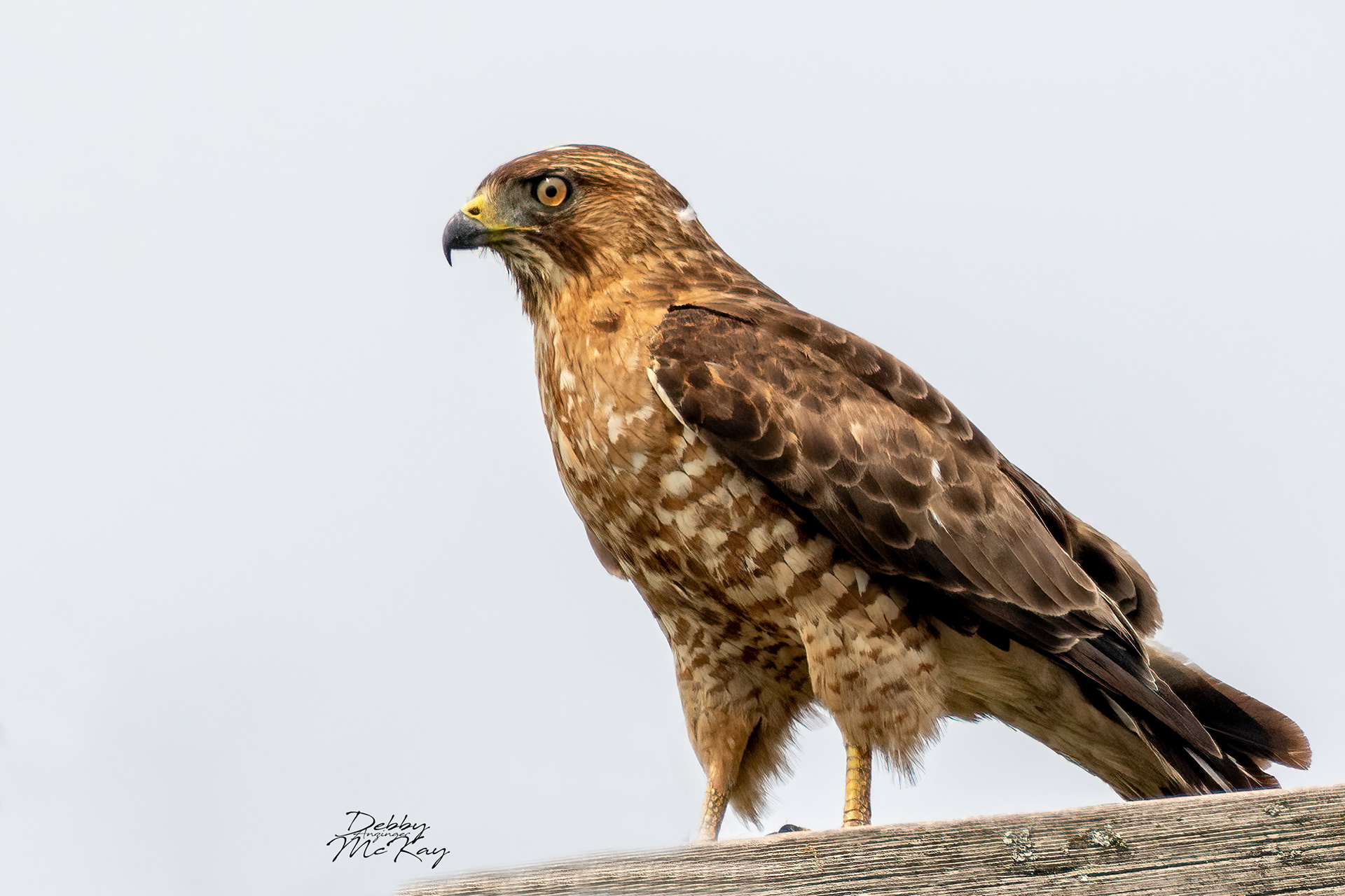 Broad-winged Hawk