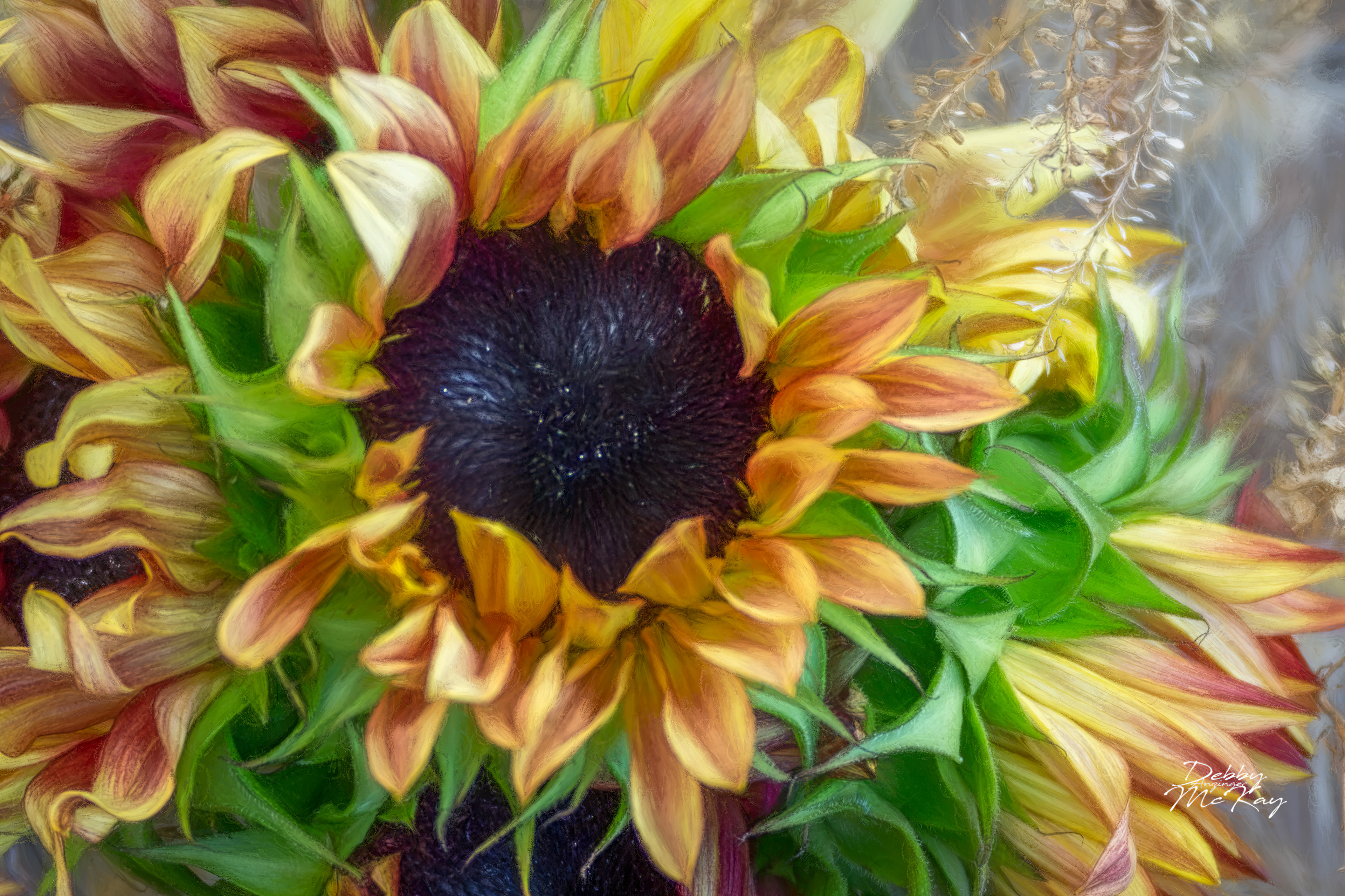 Sunflower Closeup