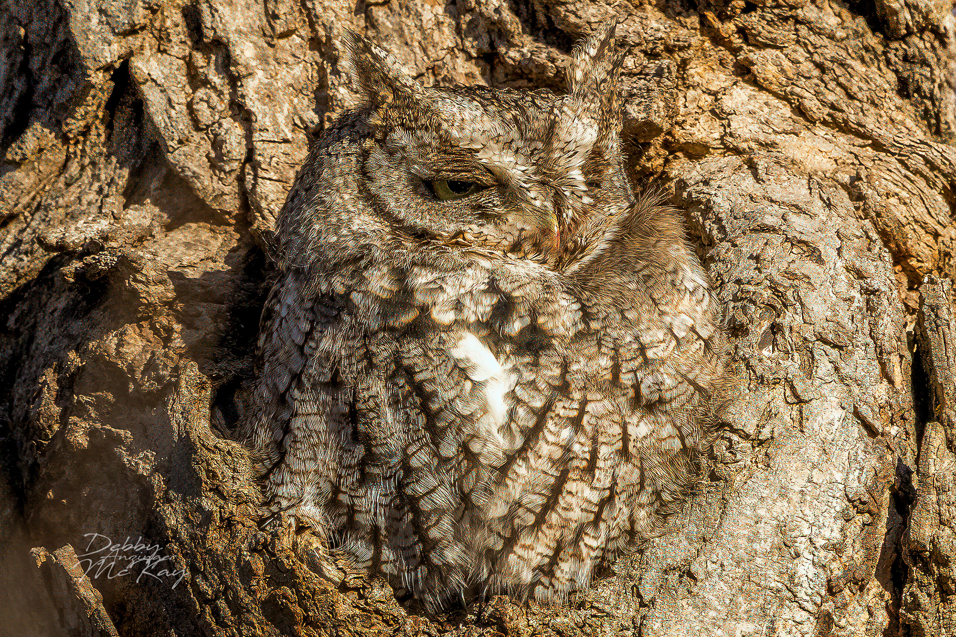 Eastern Screech Own (Camouflage)