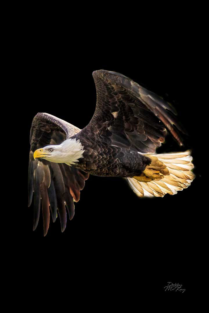 Bald Eagle in flight