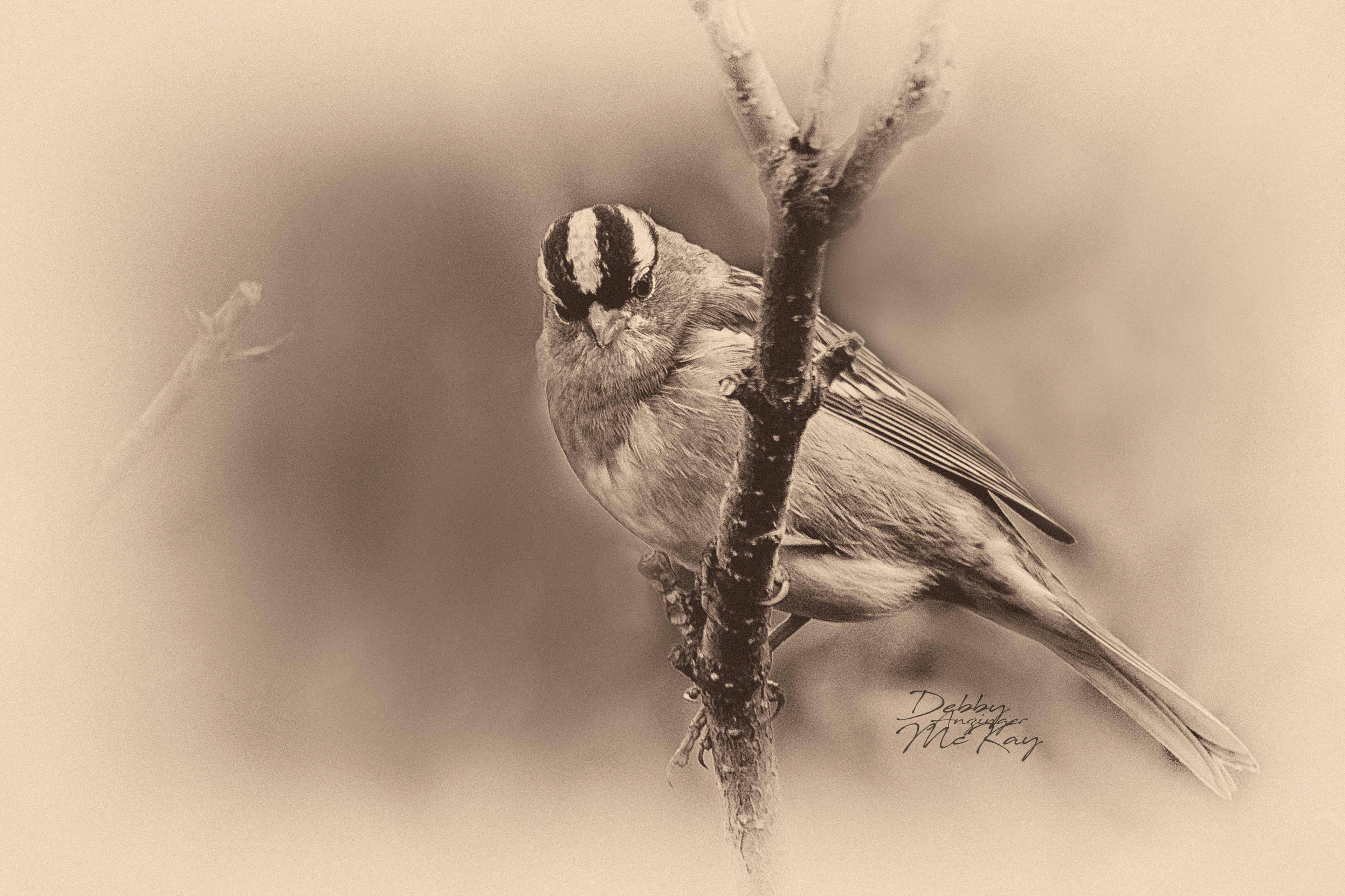 White-crowned Sparrow