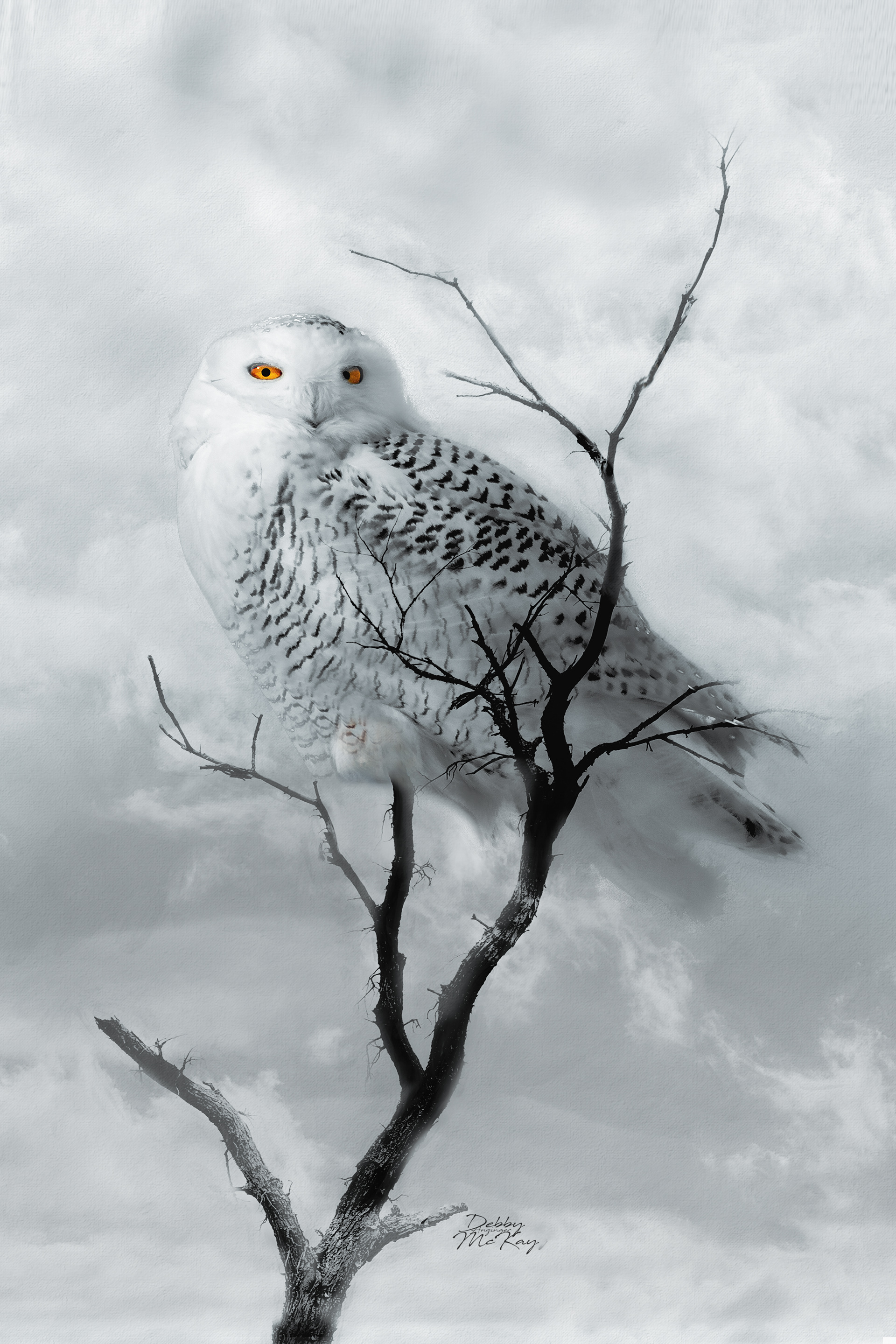 Snowy Owl on branch