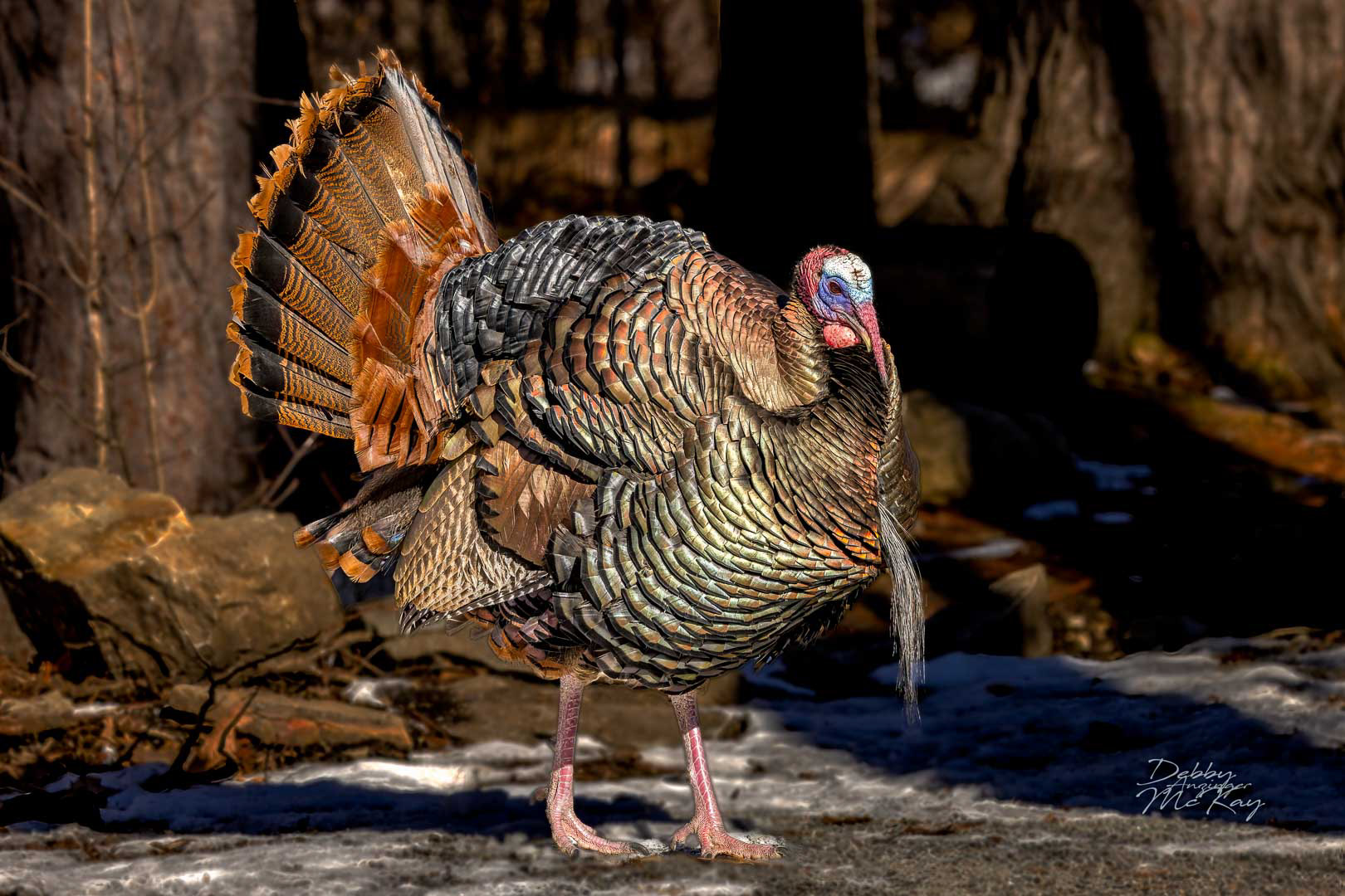 Wild Turkey
