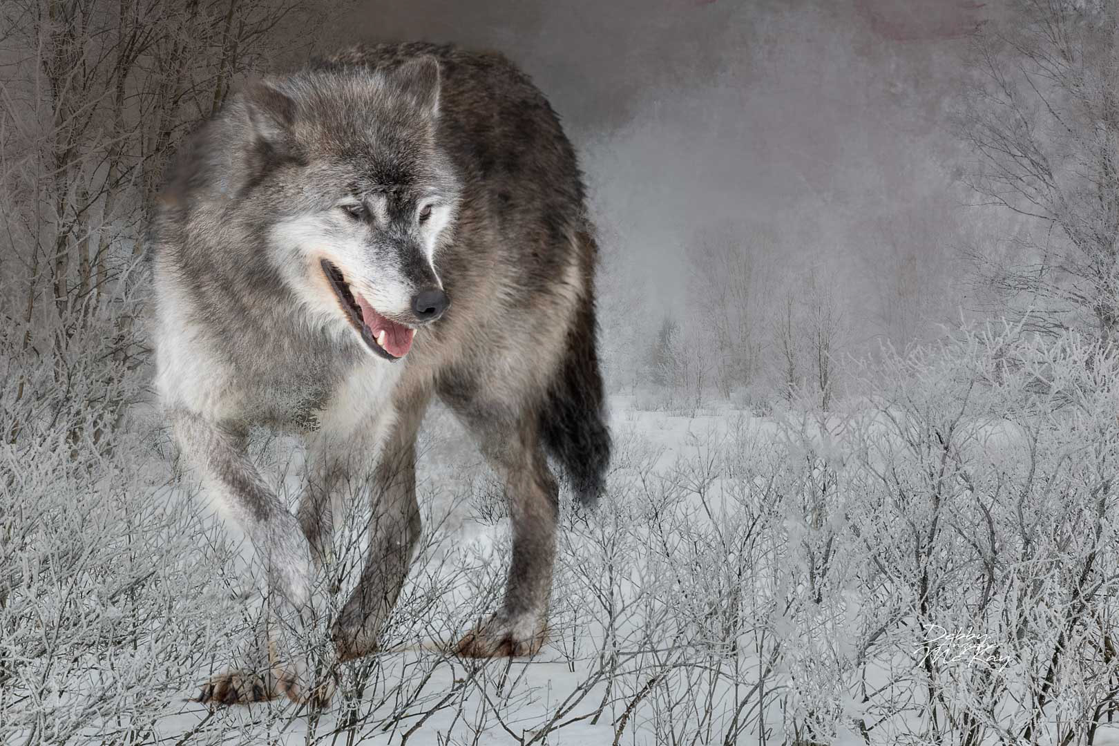 Grey Wolf (Winter Scene)