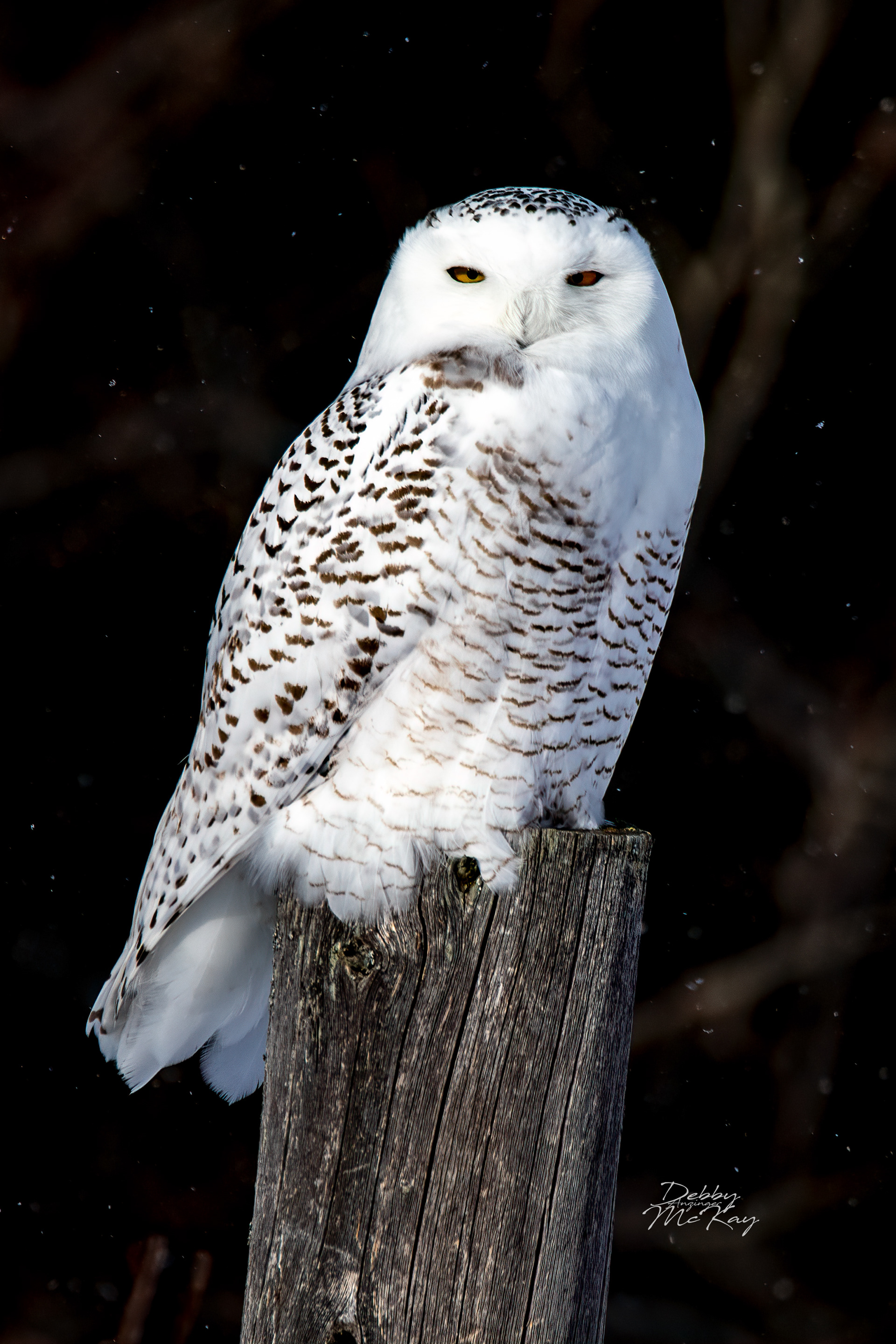 Snowy Owl