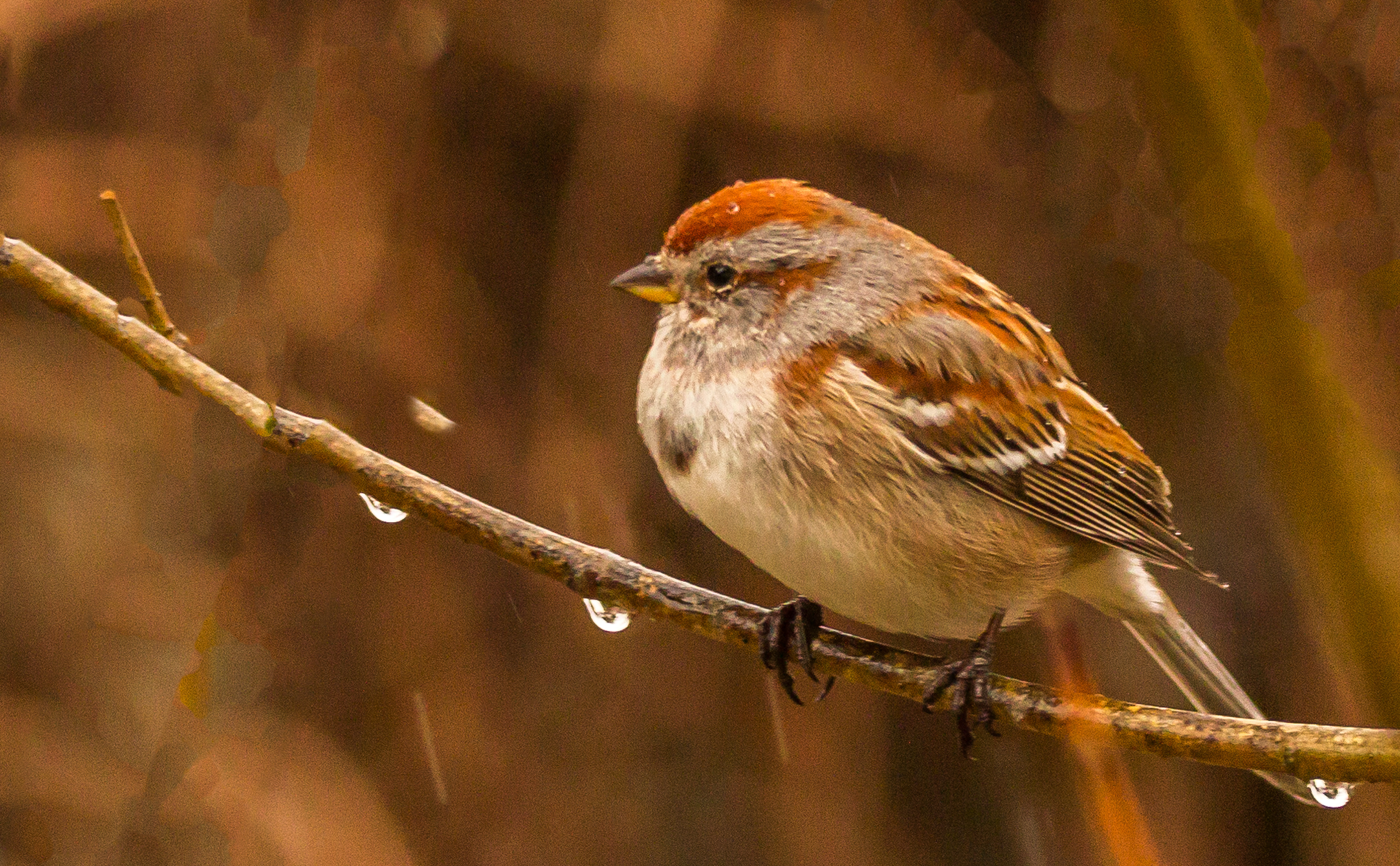 Song Sparrow
