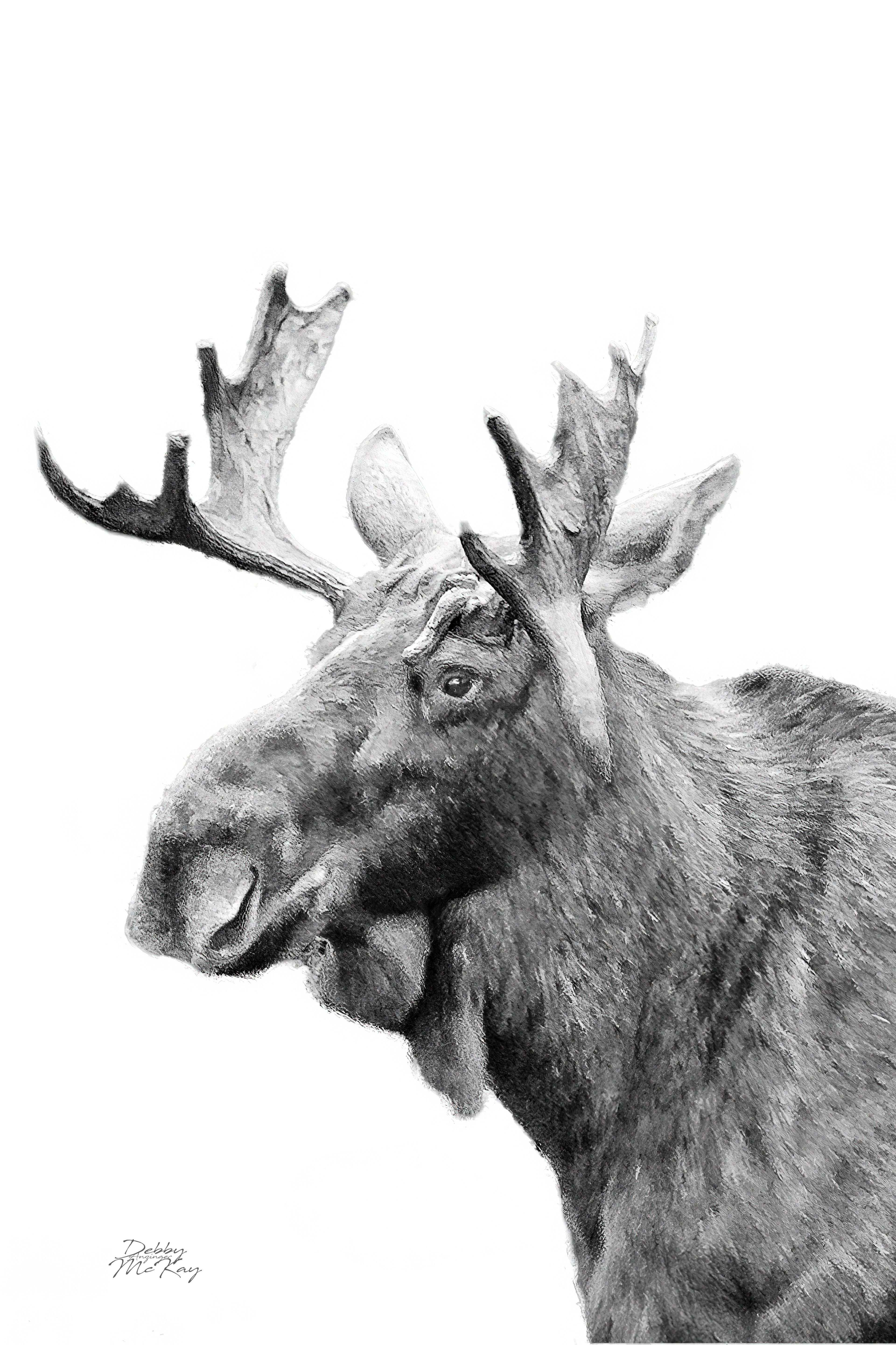 Bull Moose