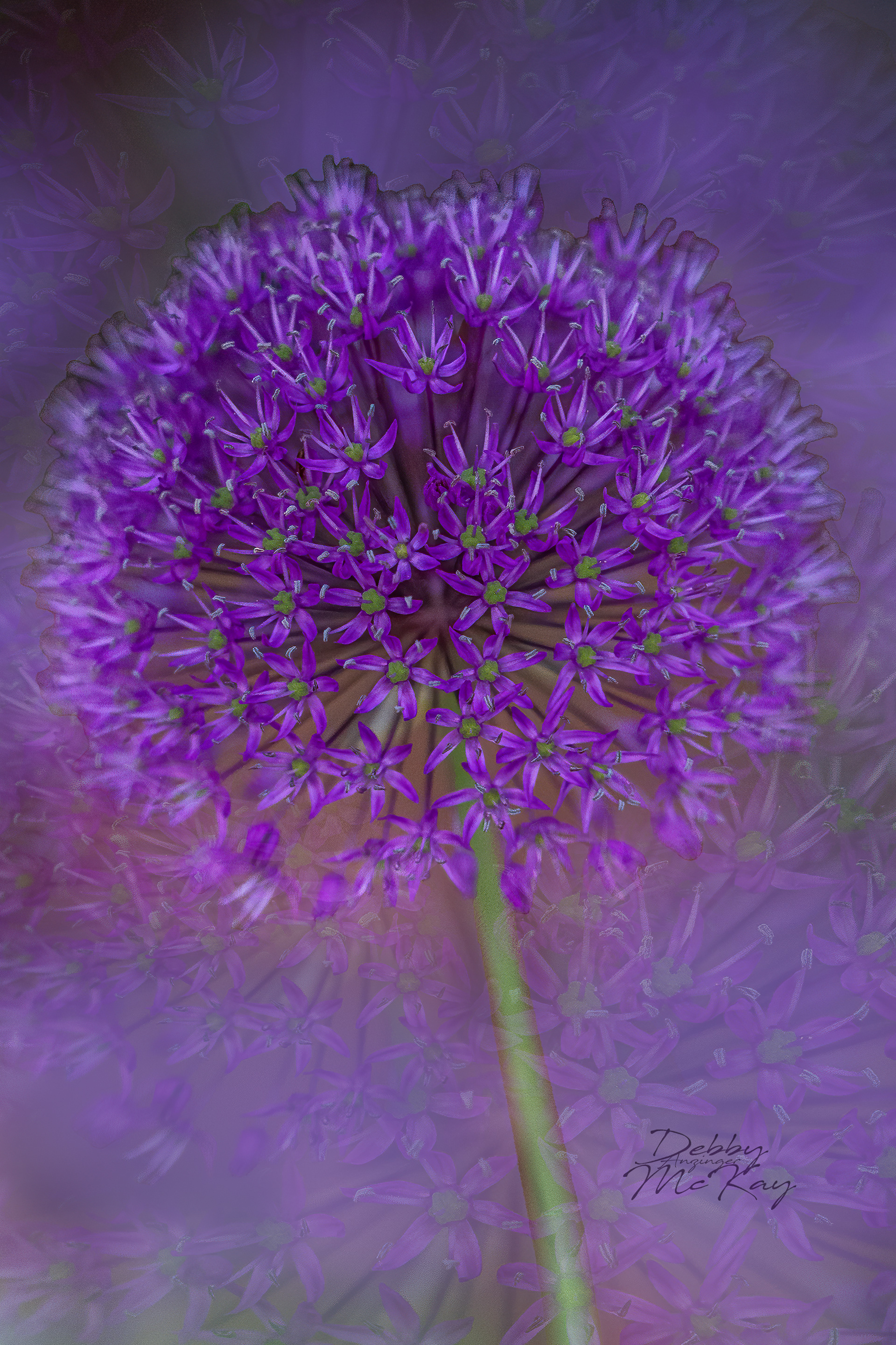 Allium Flower