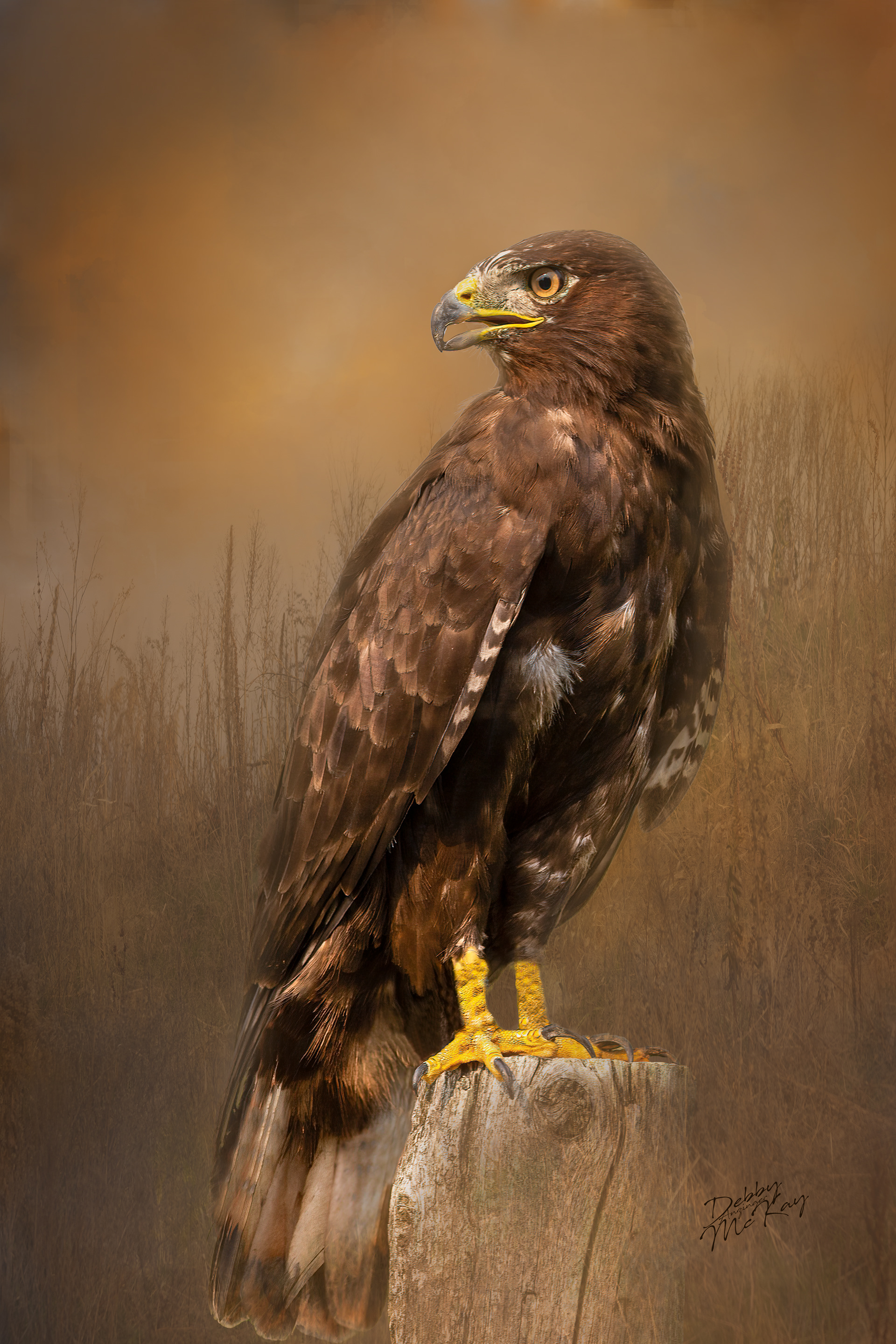 Red-Tailed Hawk