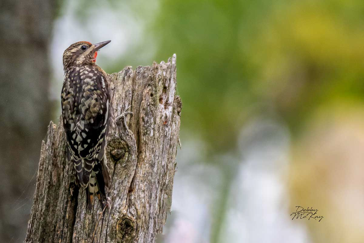Yellow bellied sapsucker