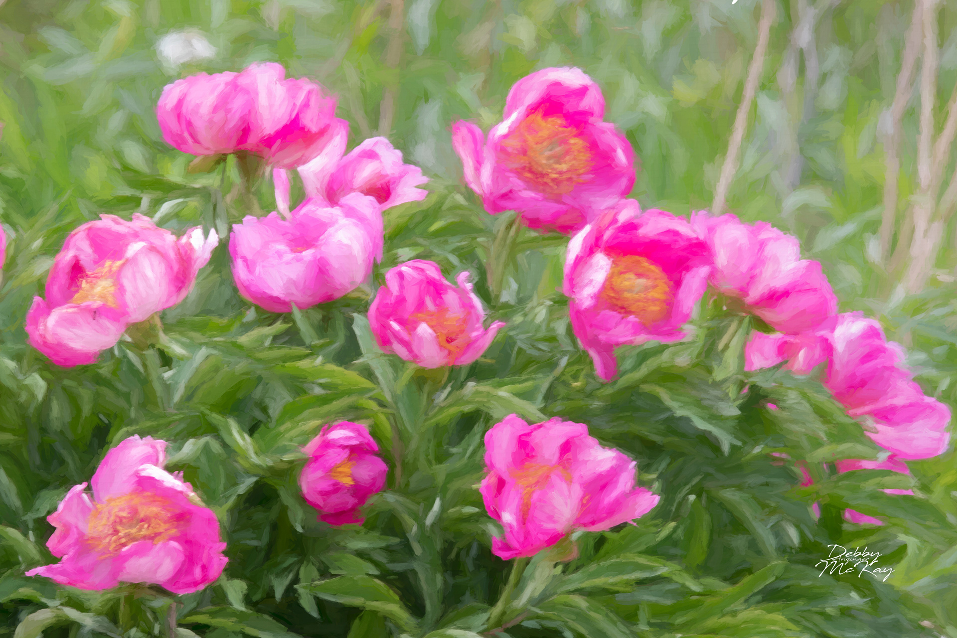 Wild Rose