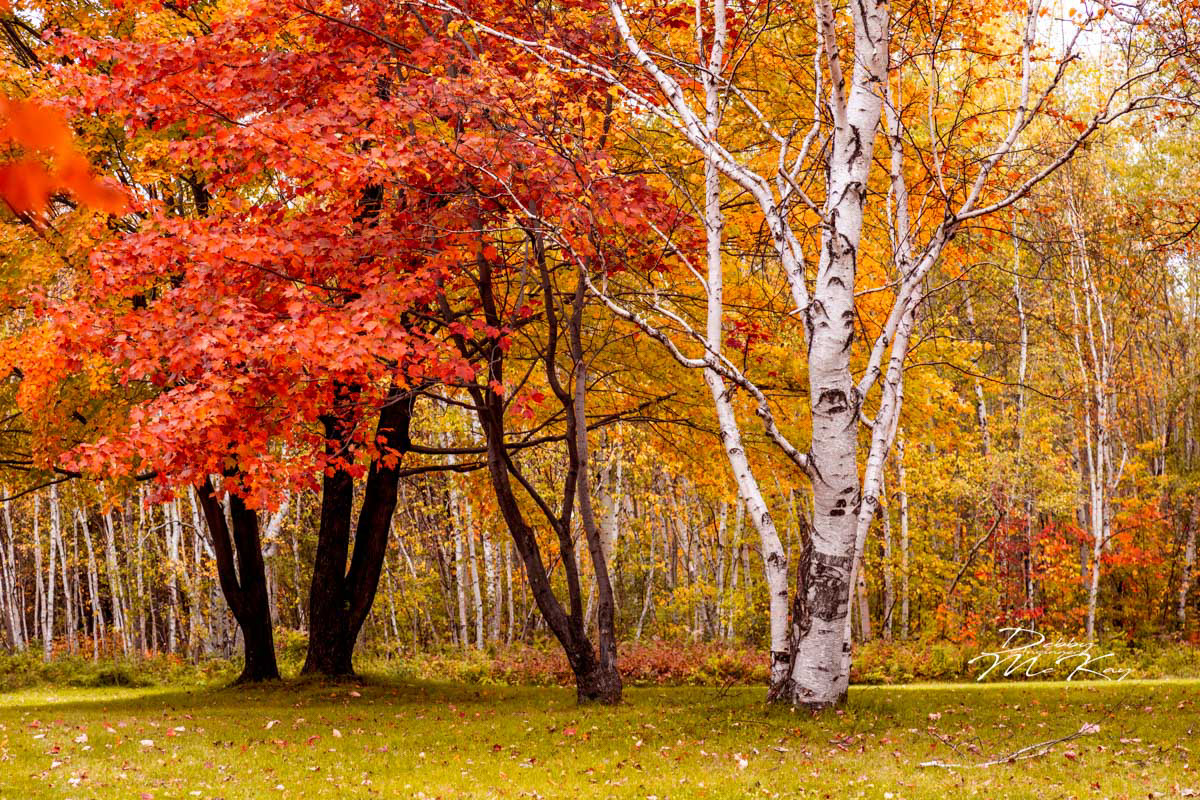 Autumn Colours