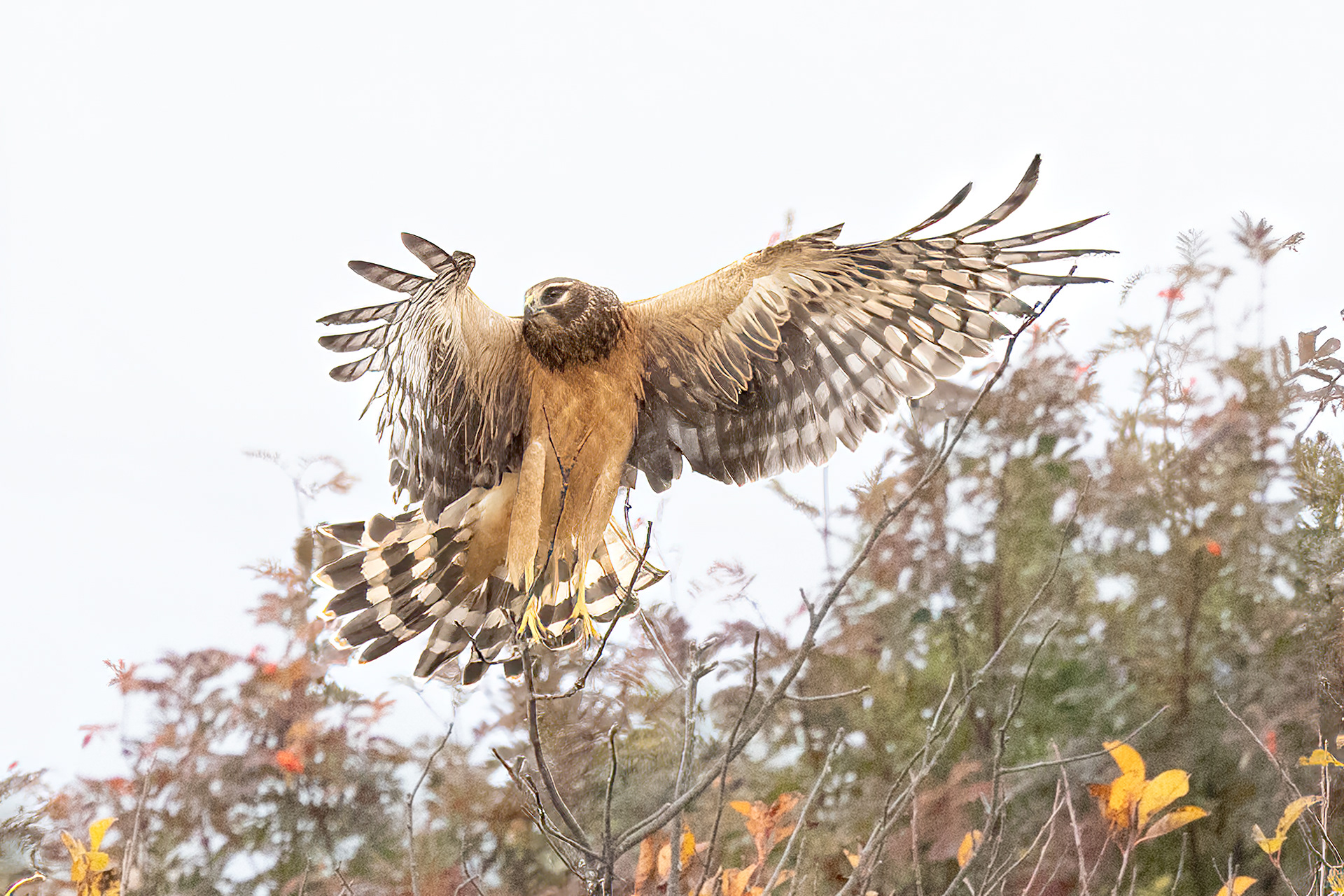 Northern Harrier (female)