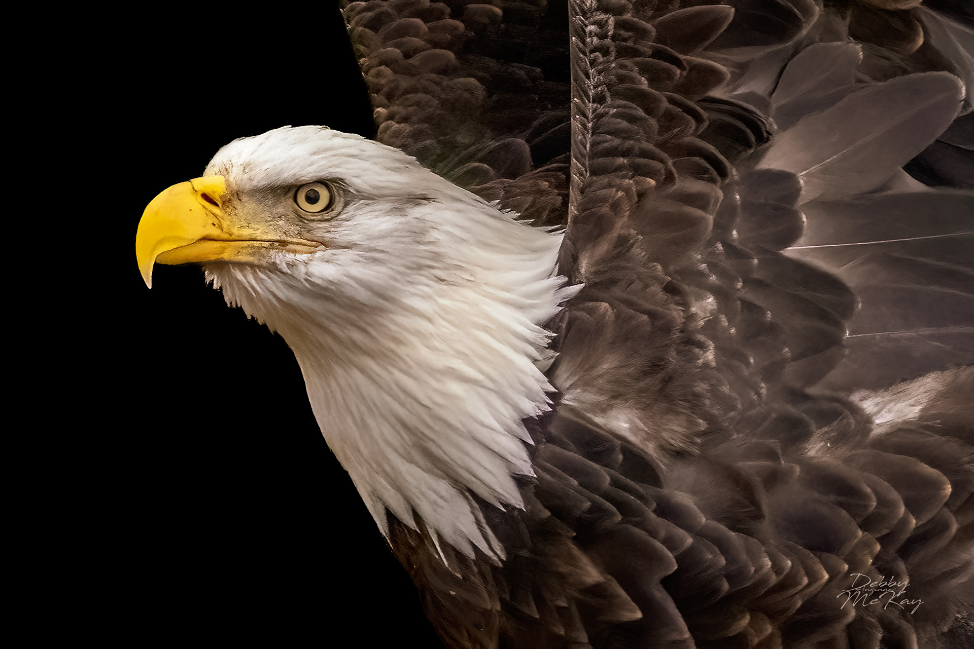 Bald Eagle