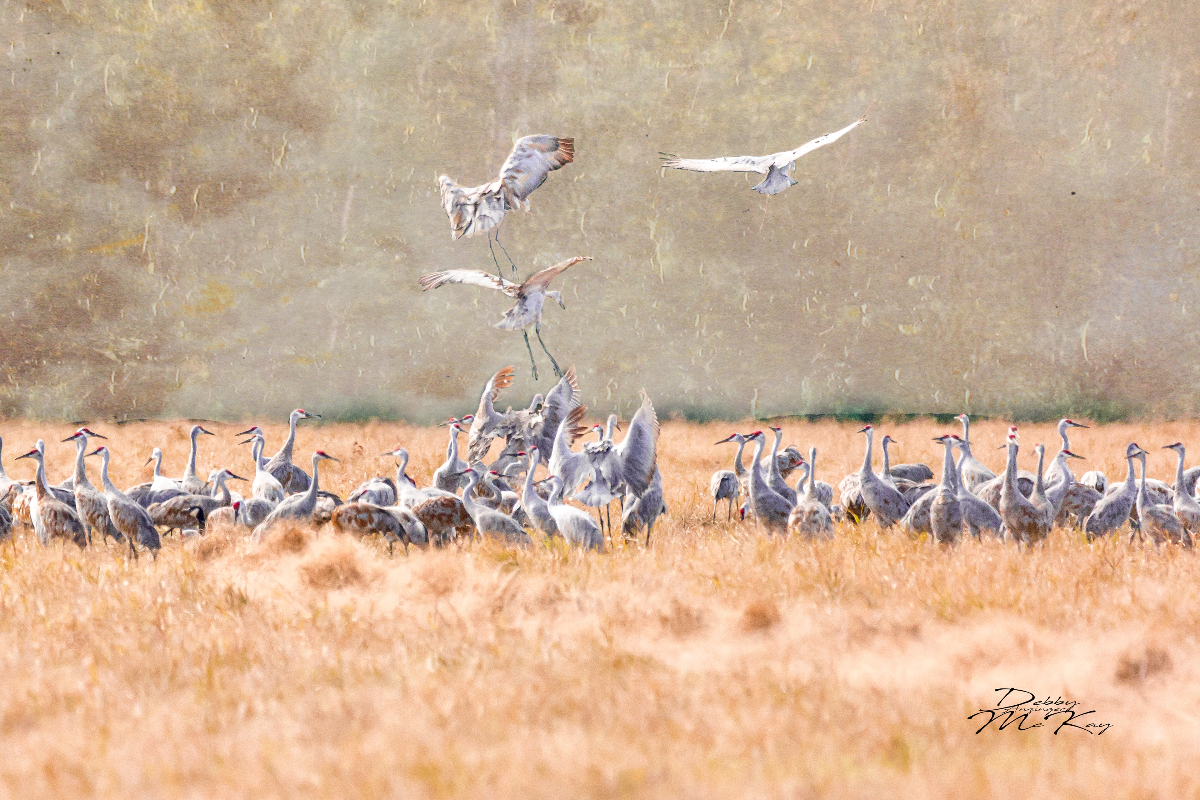 Sandhill Cranes
