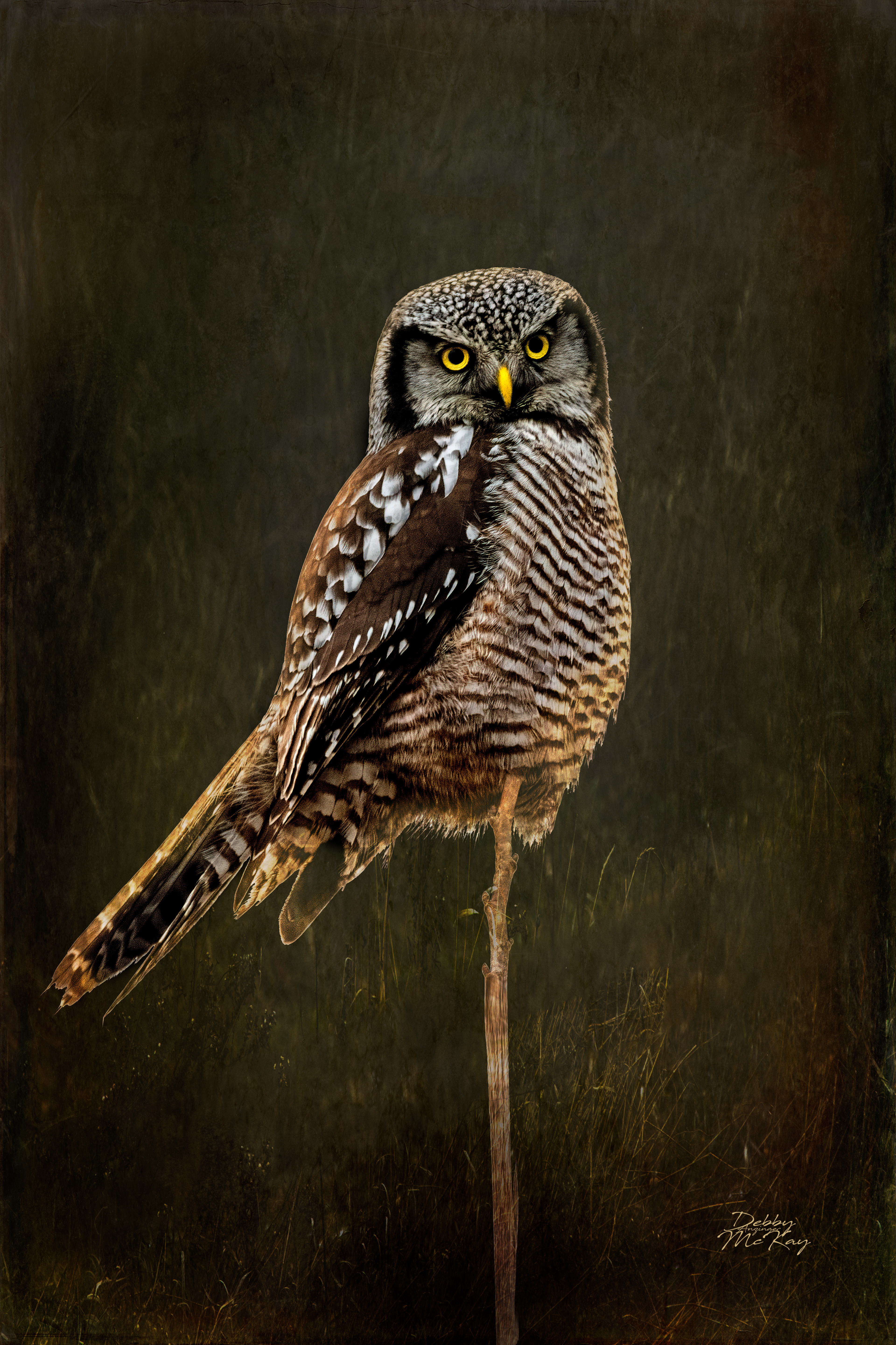 Northern Hawk Owl