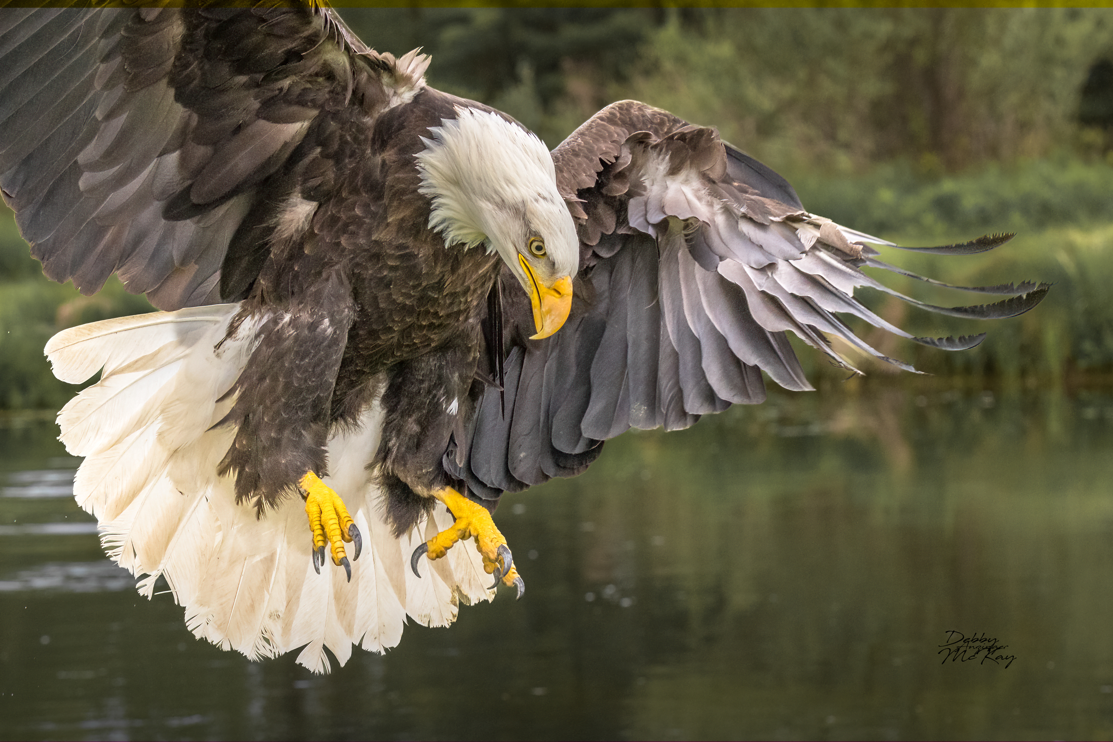 Bald Eagle - Landing 