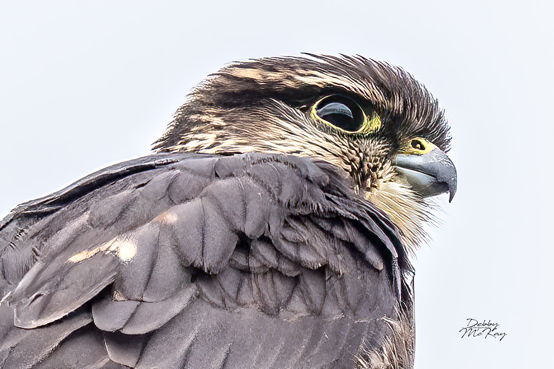 Portrait of a Merlin