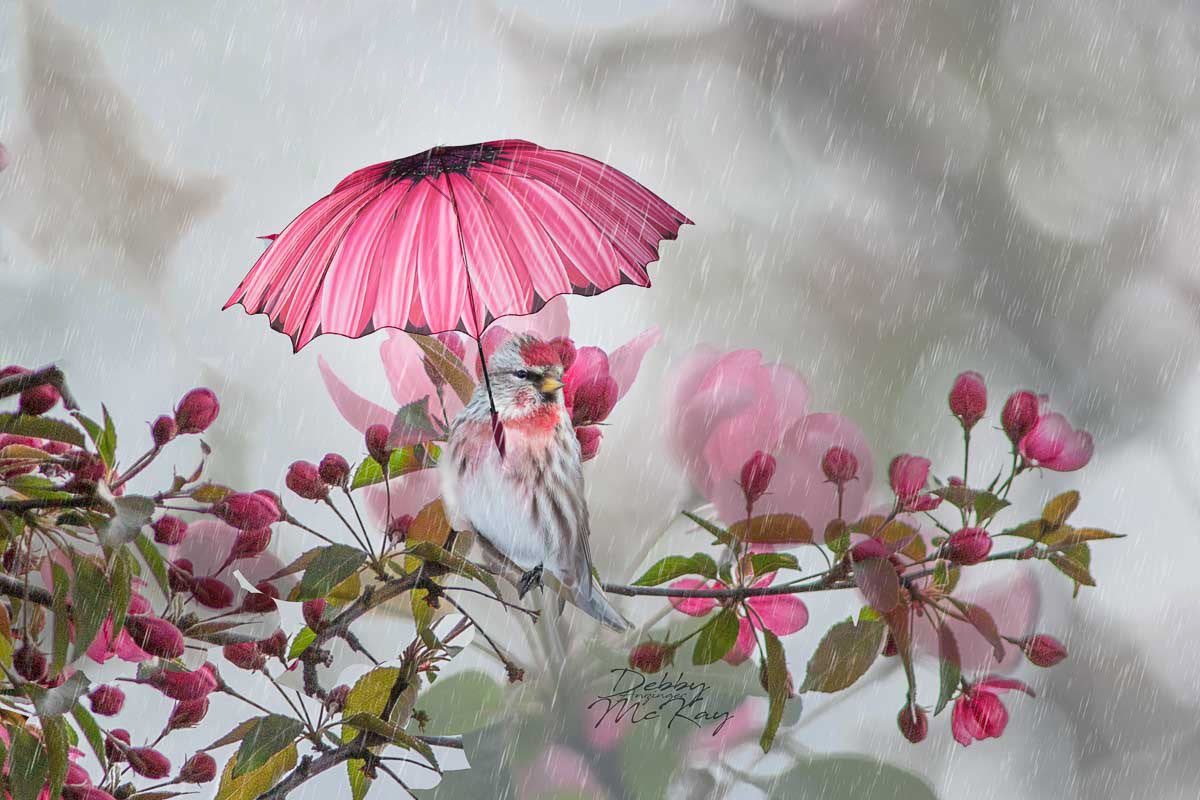 Spring Showers