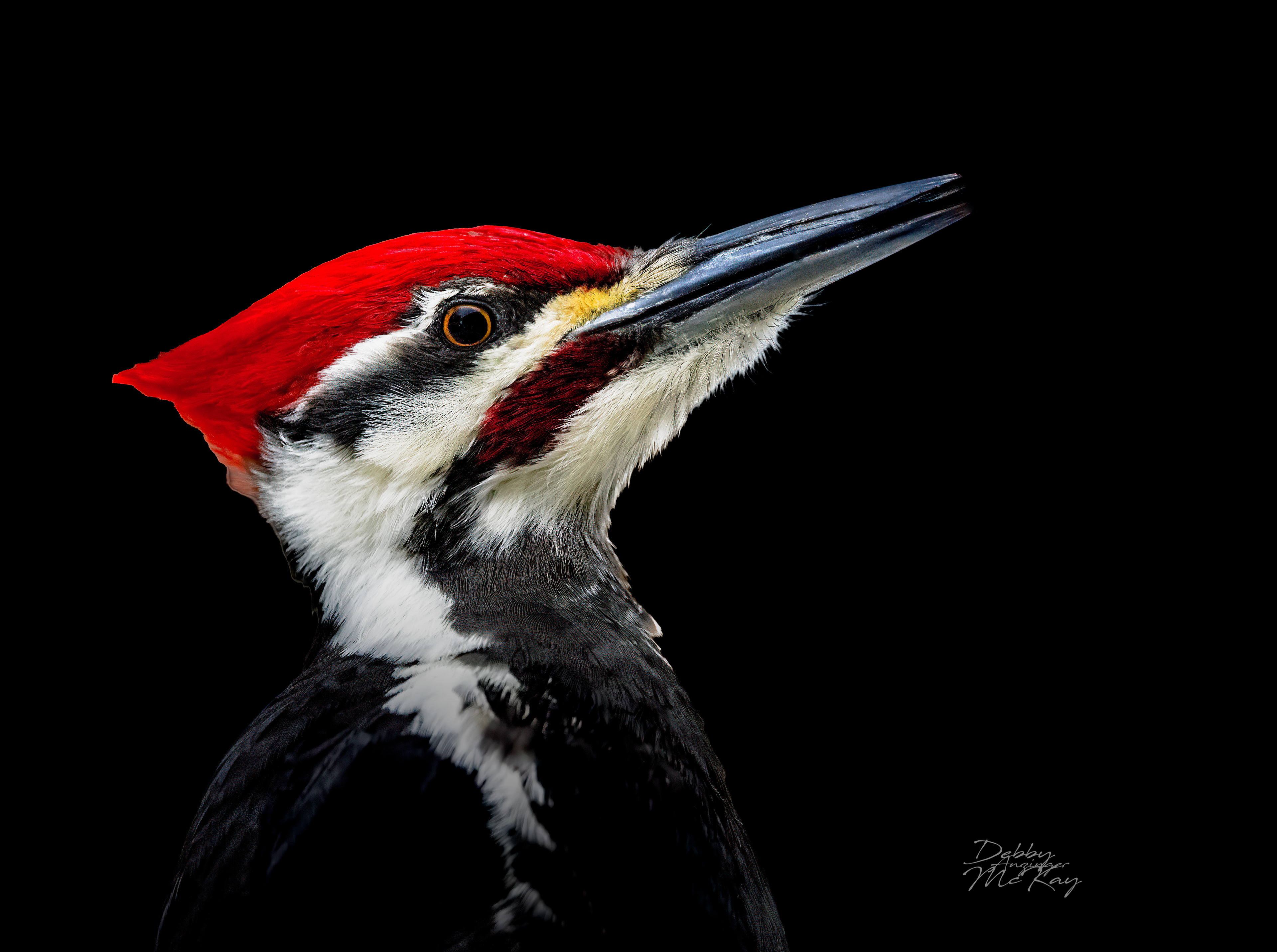 Pileated Woodpecker (Male)