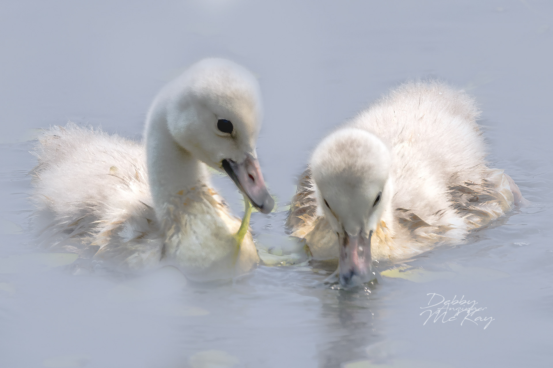 Trumpeter Swan Cygnets