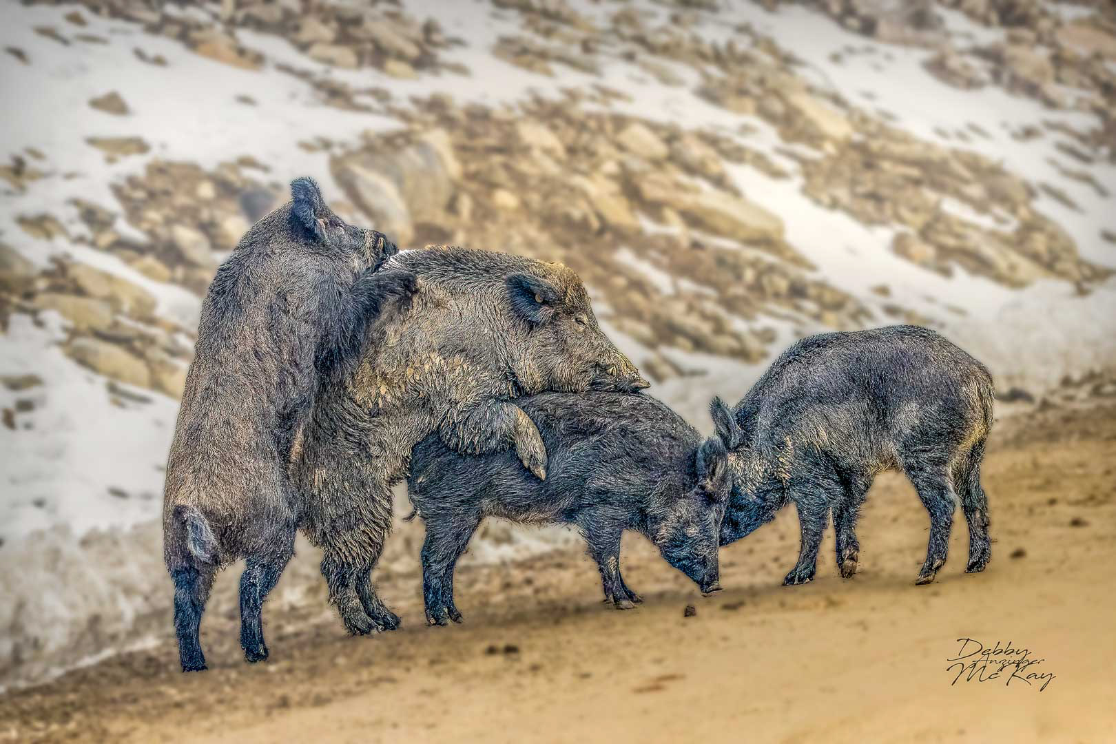 Wild Boars