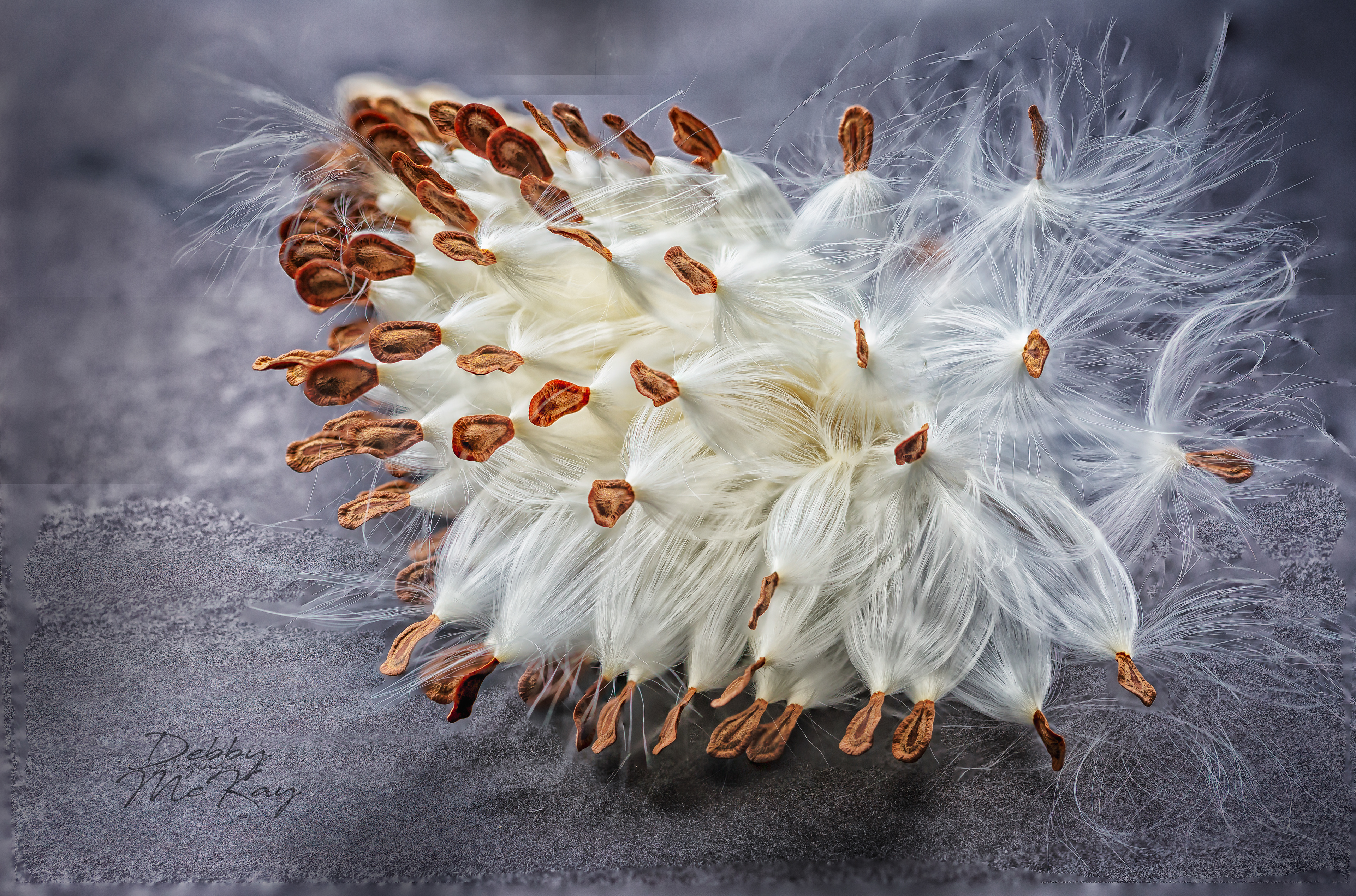 Milkweed seed pod