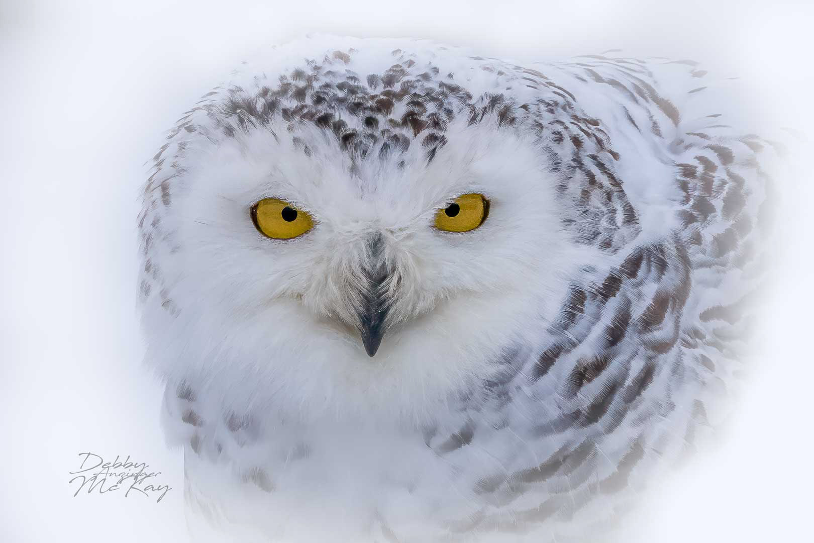 Snowy Owl Portrait (female)