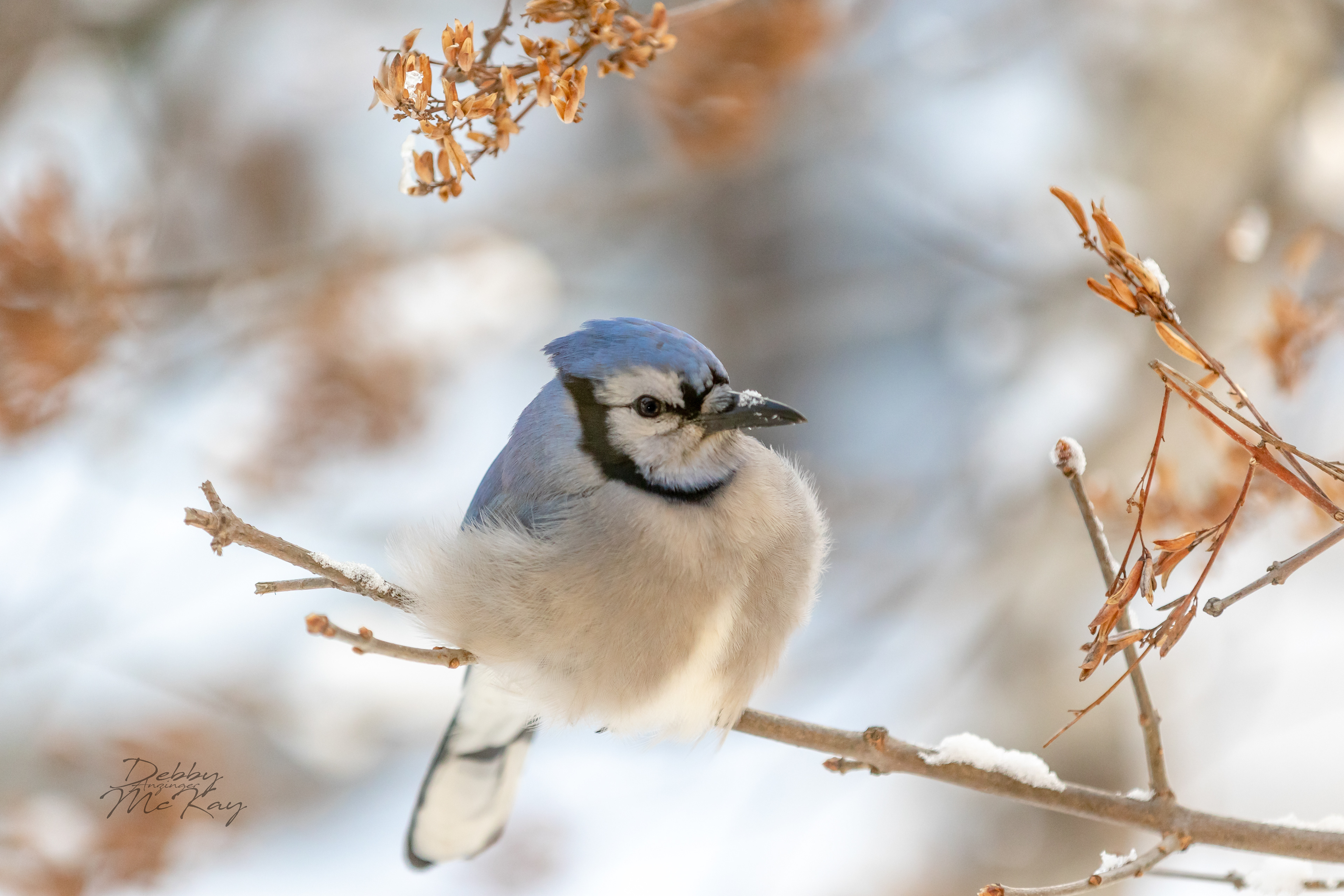 Blue Jay